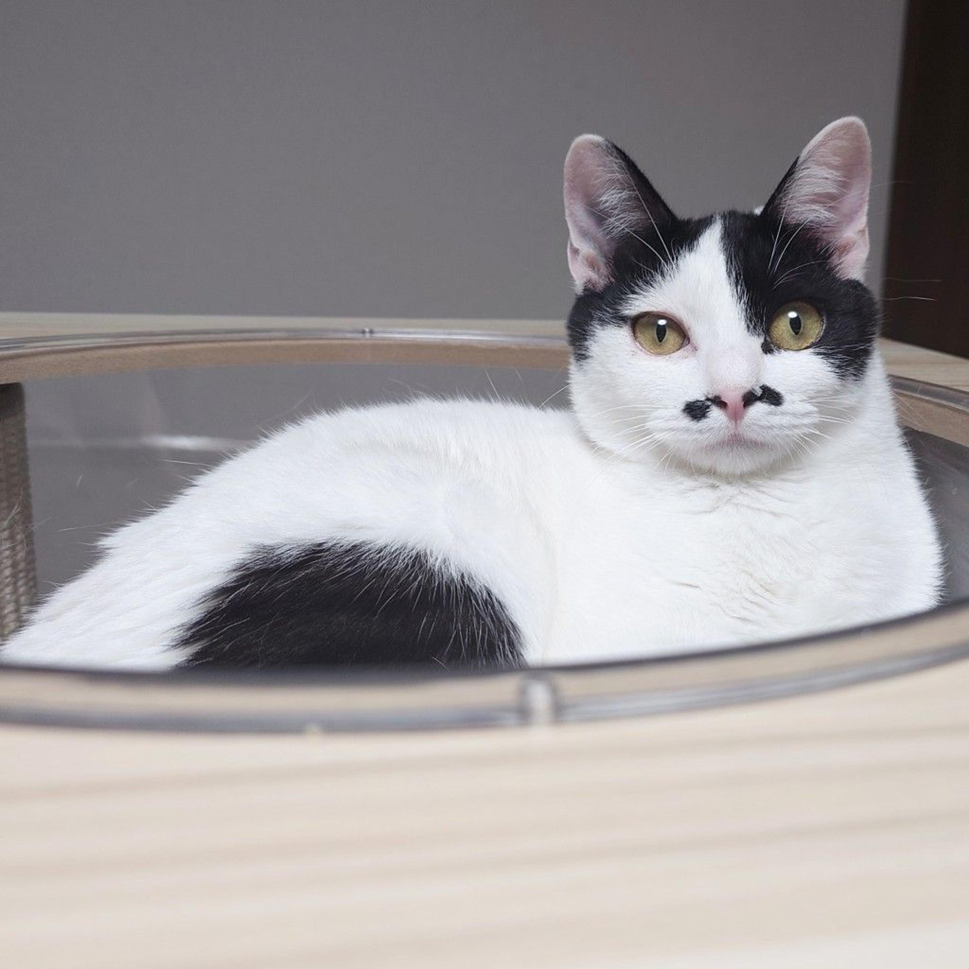 pet-image-5