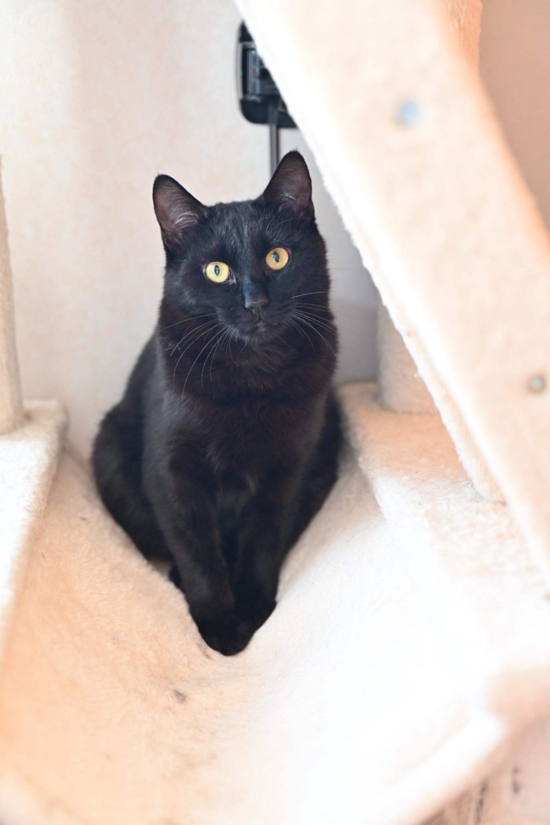 pet-image-3