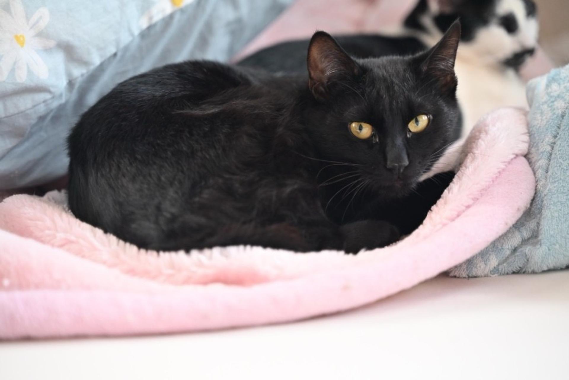 pet-image-6