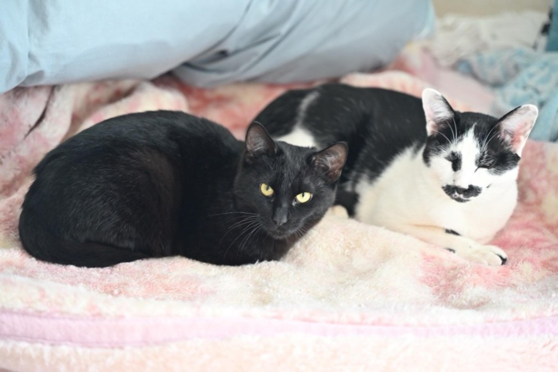 pet-image-9