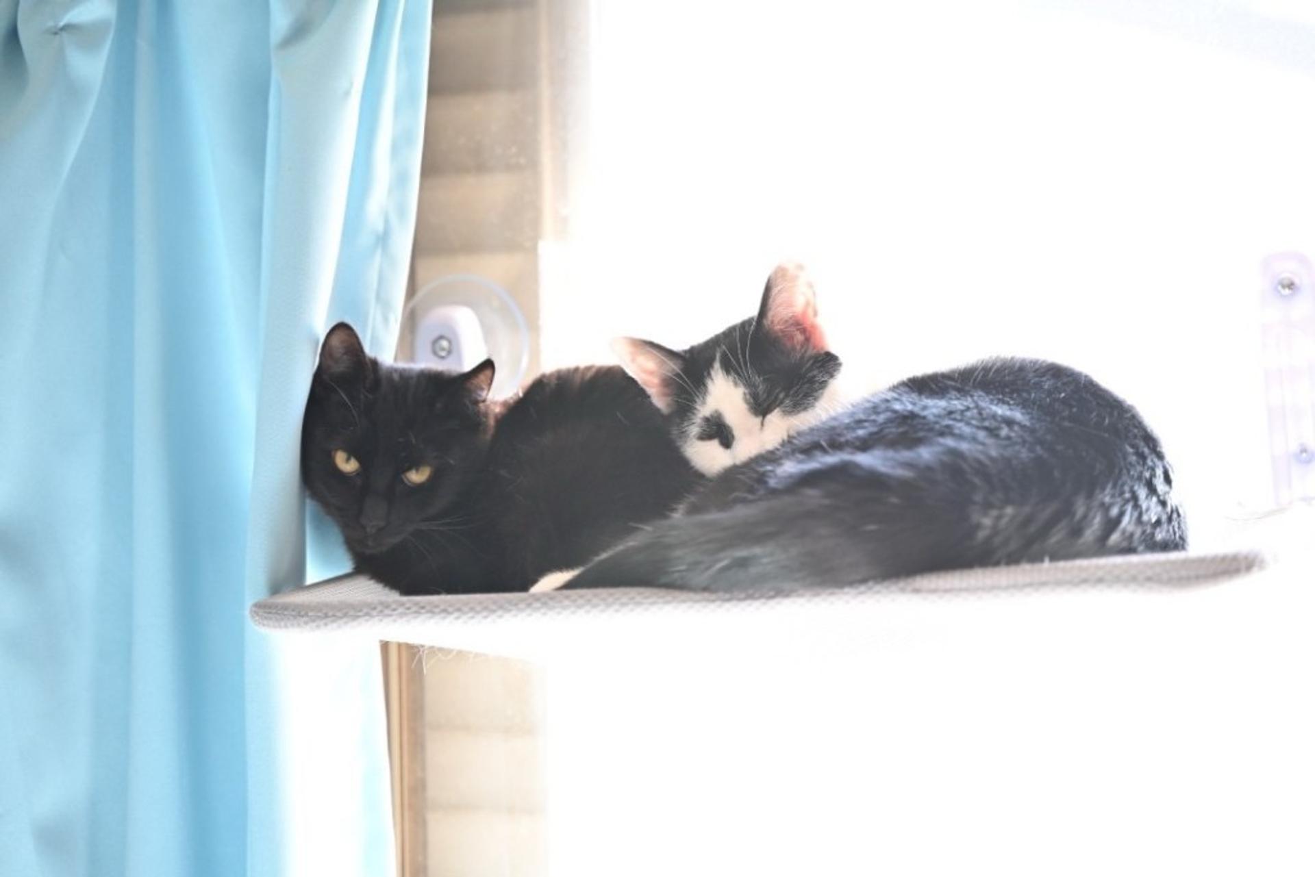 pet-image-10