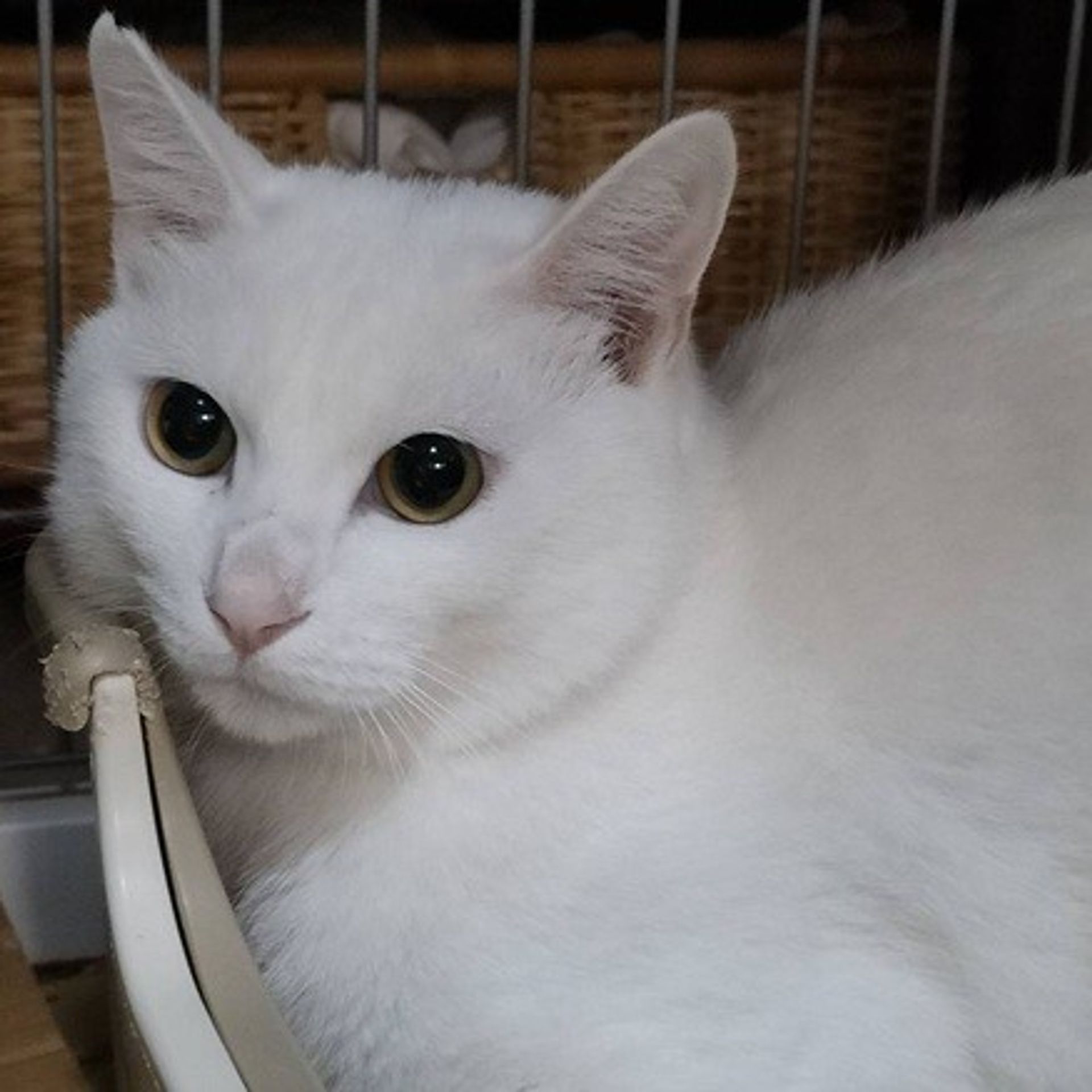 雑種（ミックス猫）・オスの里親募集の写真