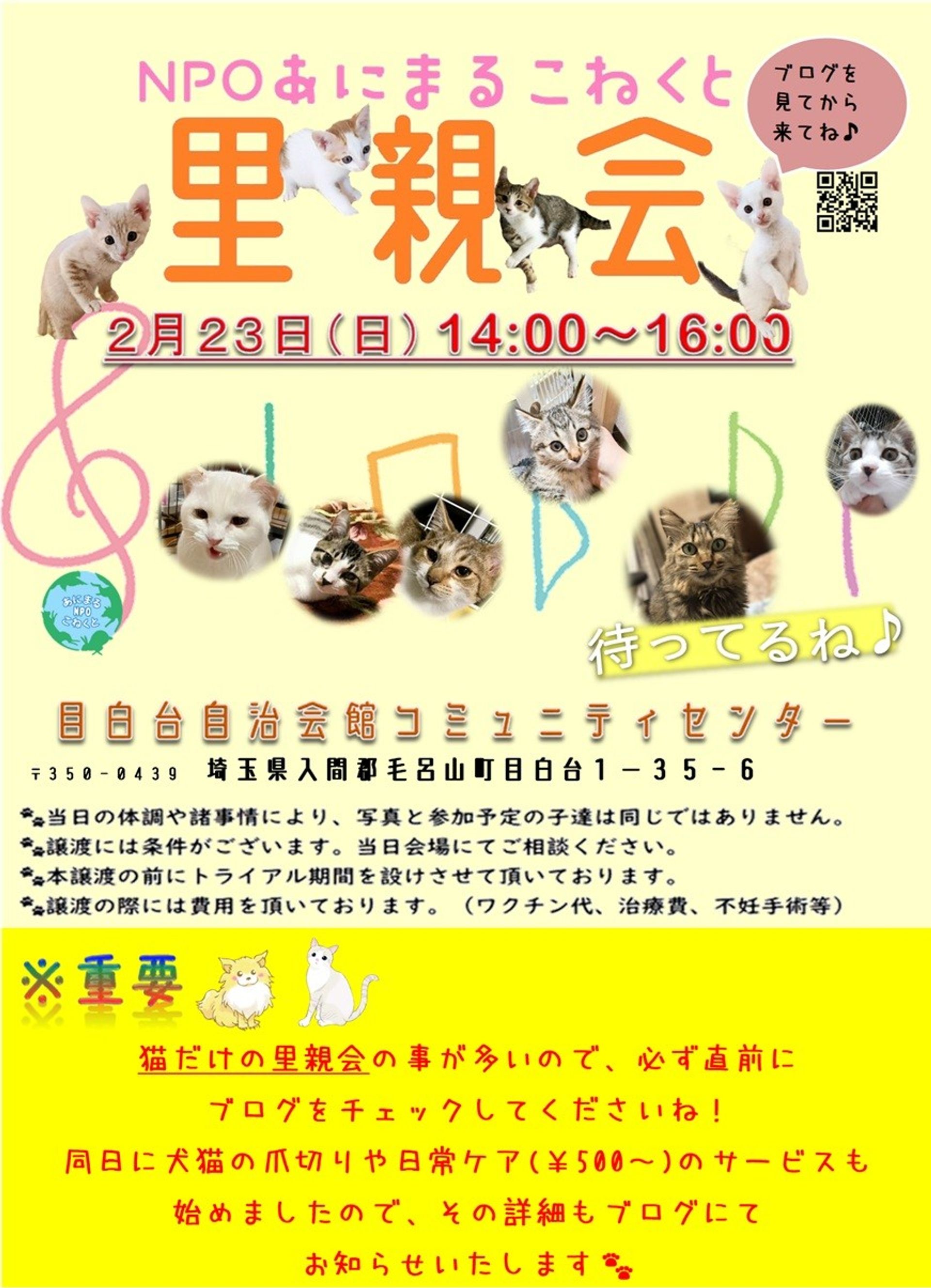 雑種（ミックス猫）・オスの里親募集の写真