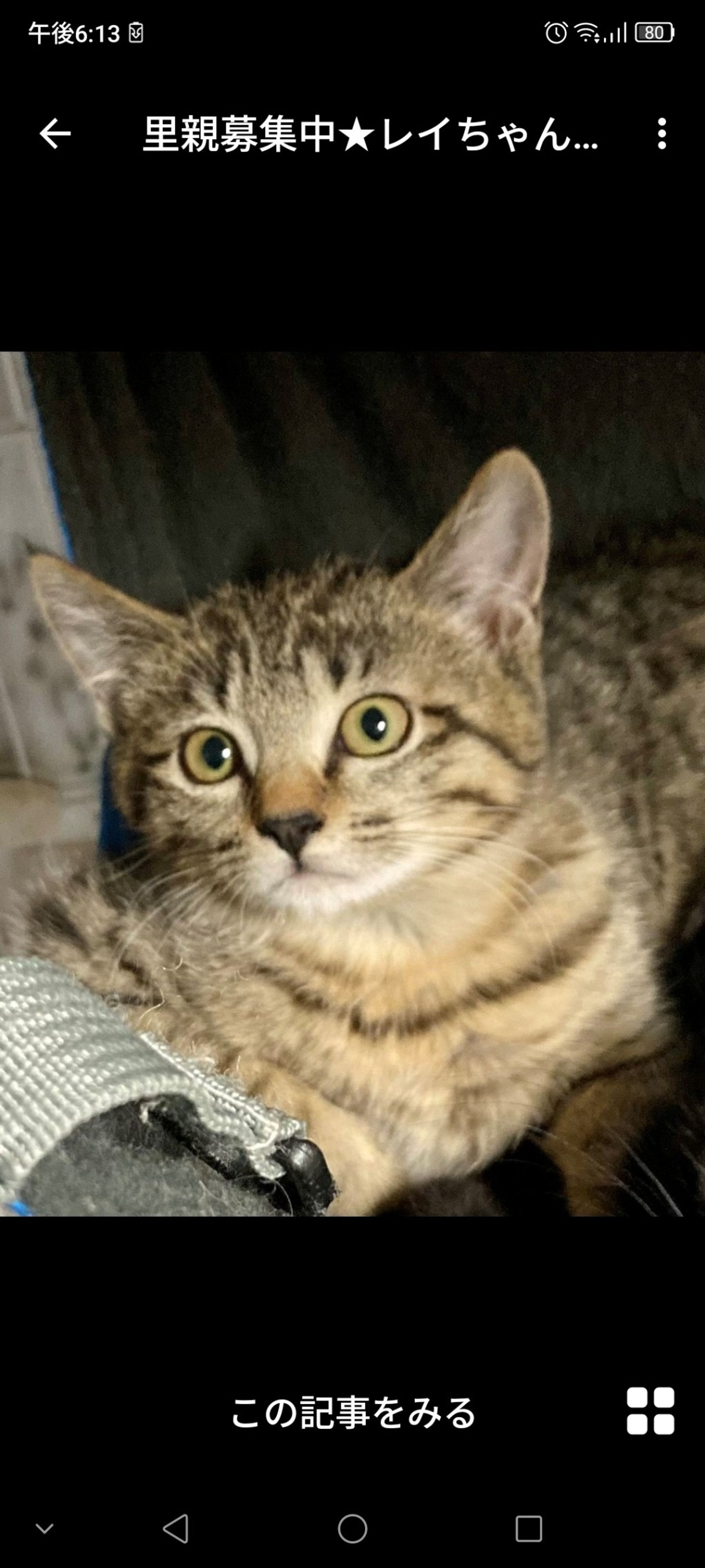 雑種（ミックス猫）・メスの里親募集の写真