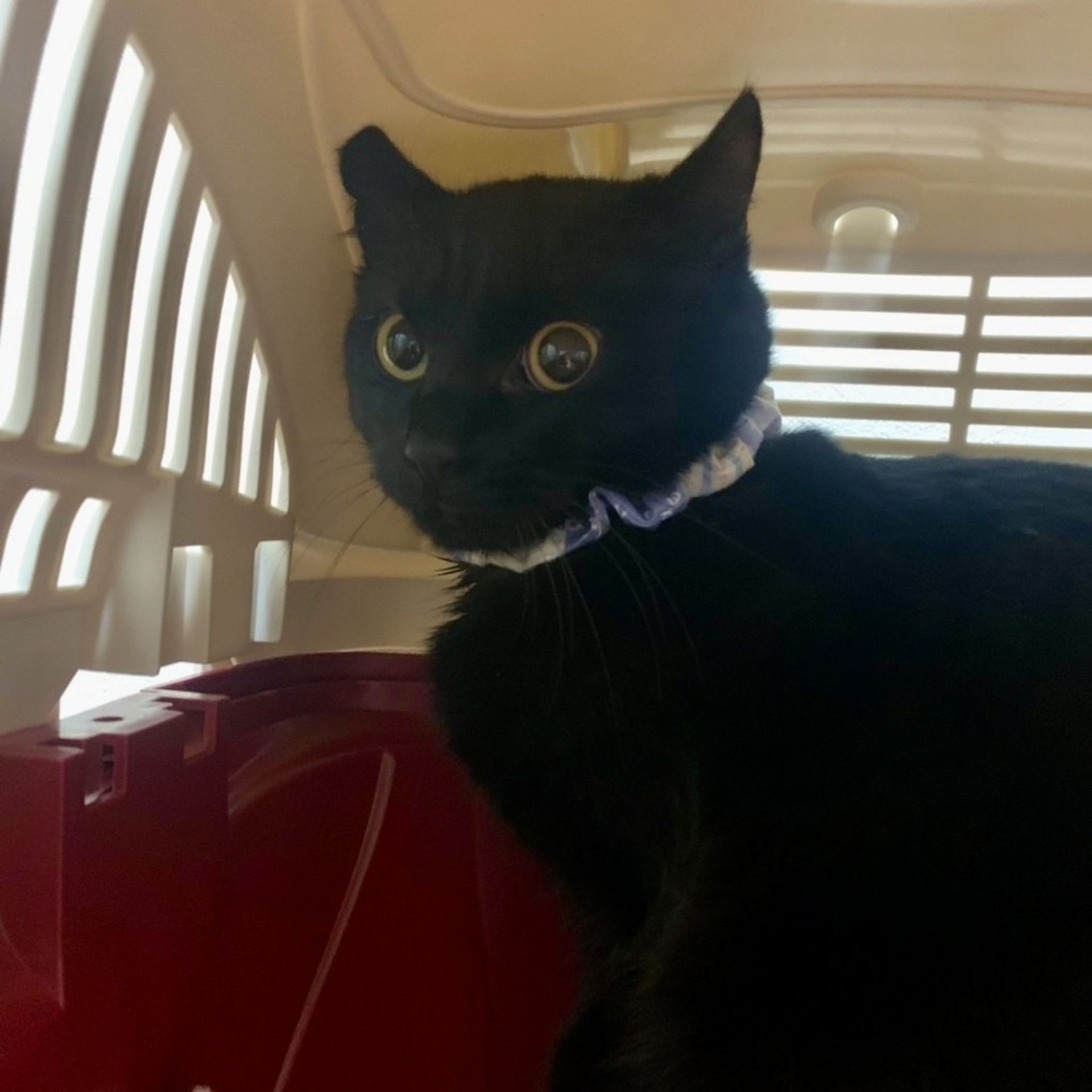 雑種（ミックス猫）・オスの里親募集の写真