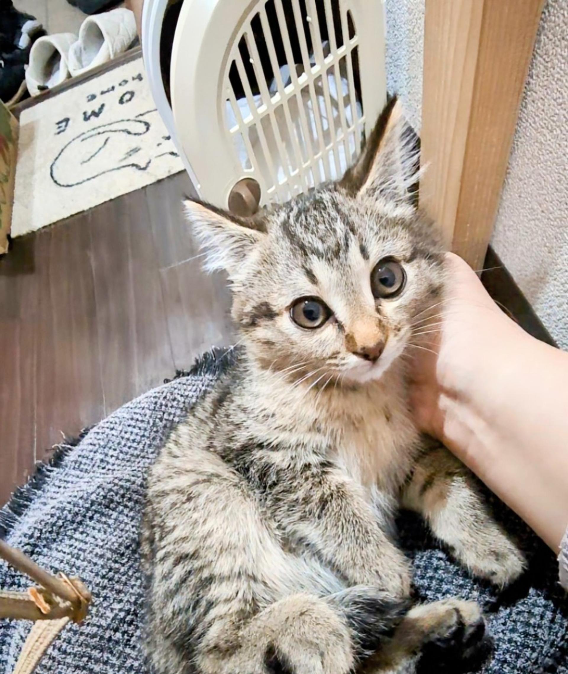 pet-image-2