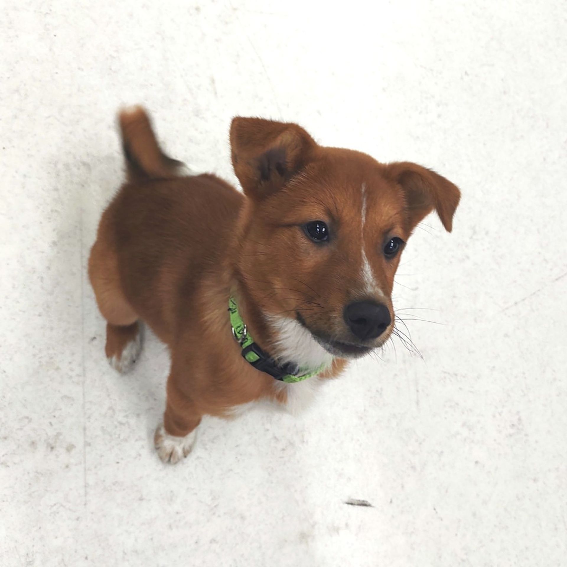 雑種（ミックス犬）・メスの里親募集の写真