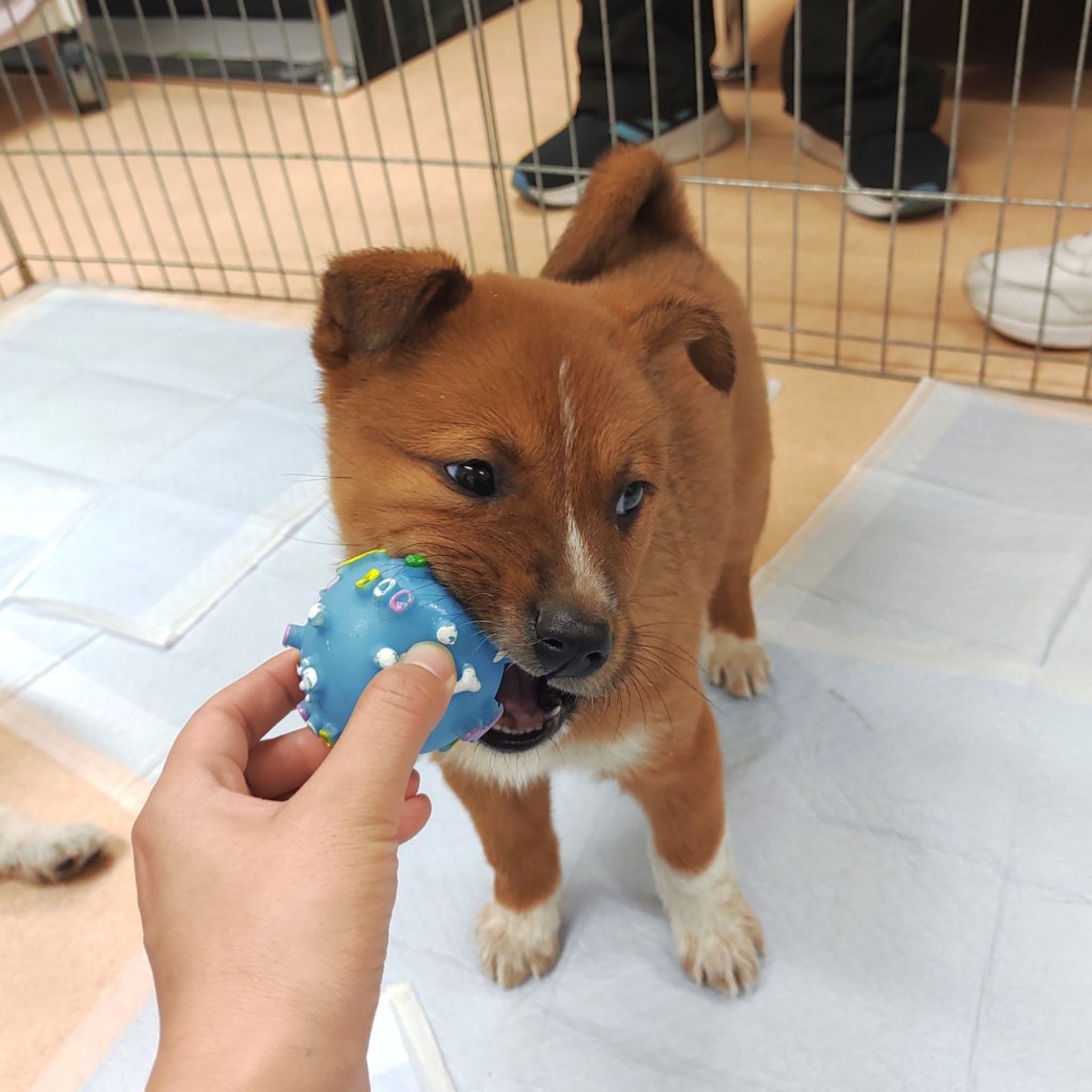 雑種（ミックス犬）・メスの里親募集の写真