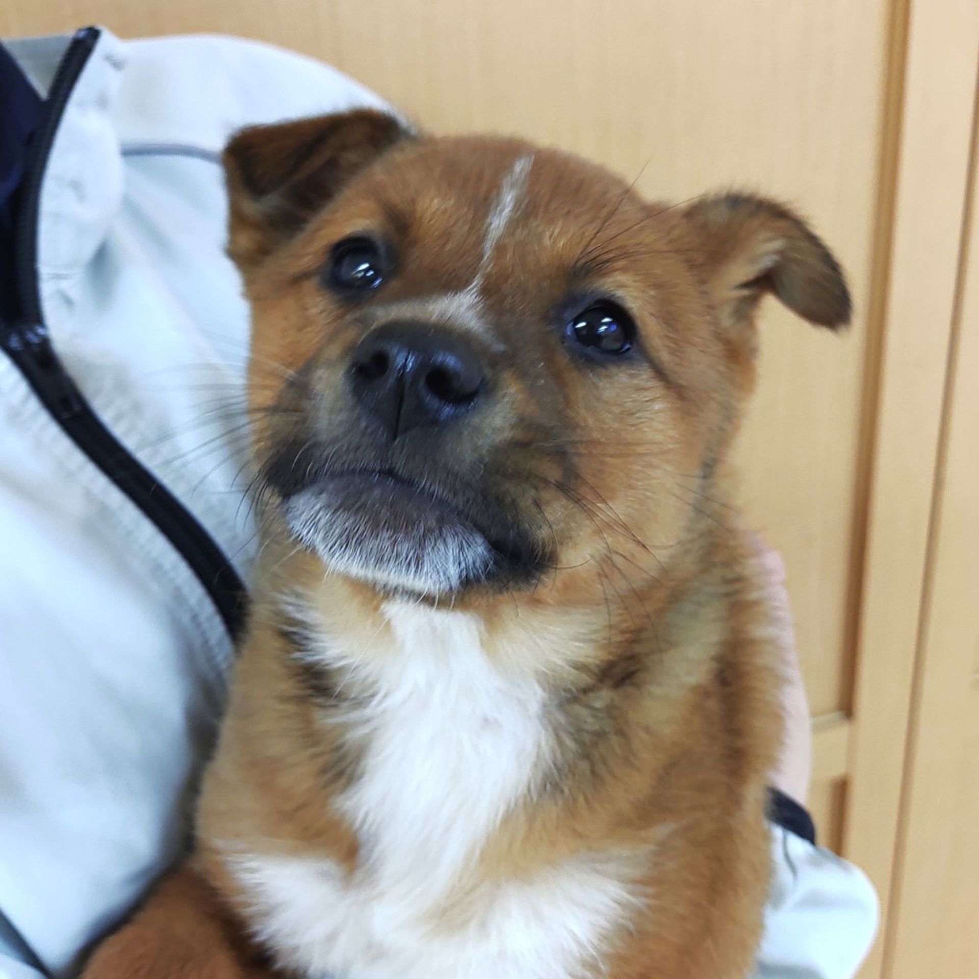 雑種（ミックス犬）・メスの里親募集の写真