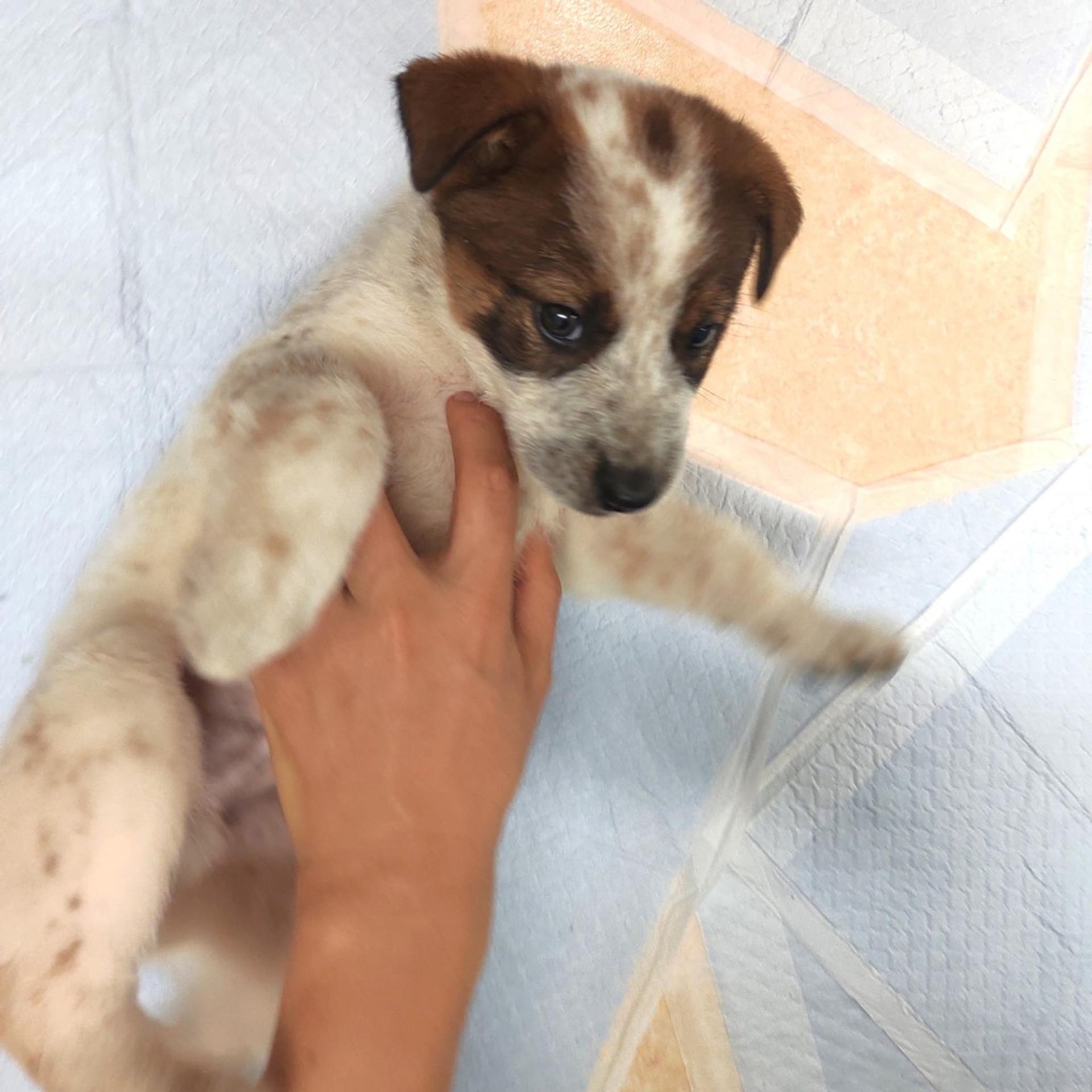 pet-image-2