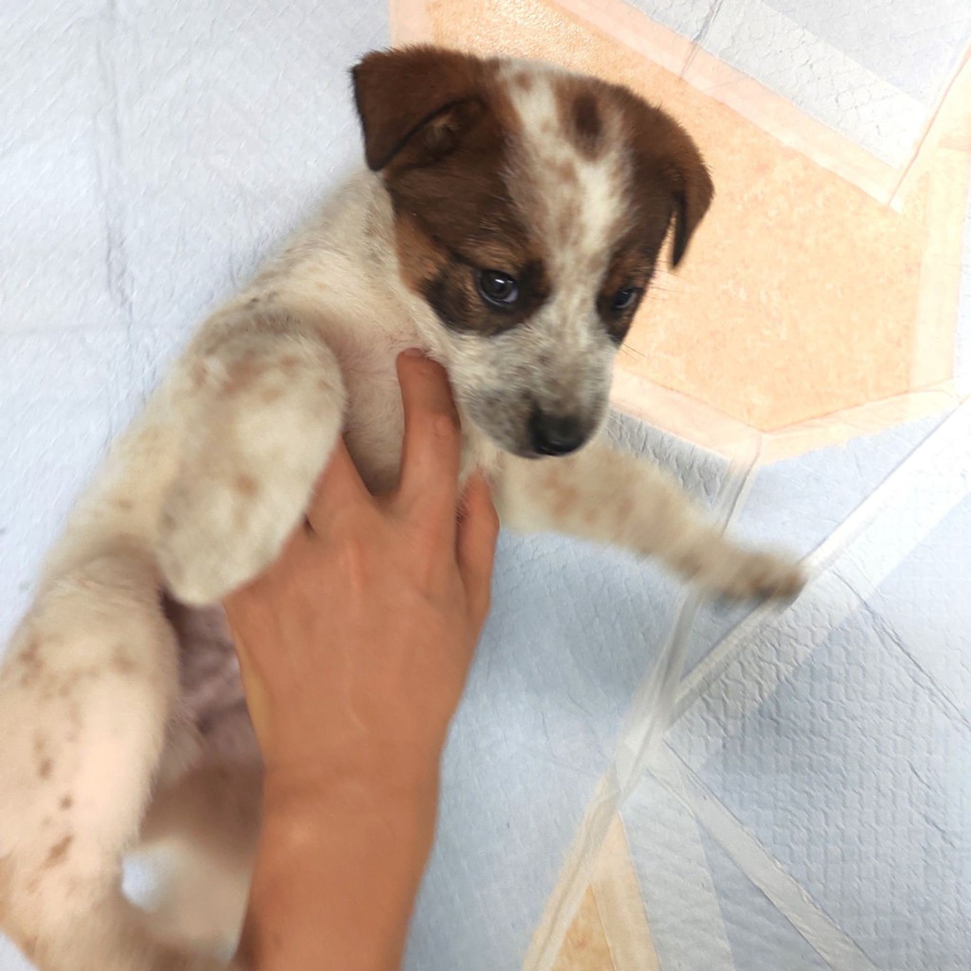 雑種（ミックス犬）・オスの里親募集の写真