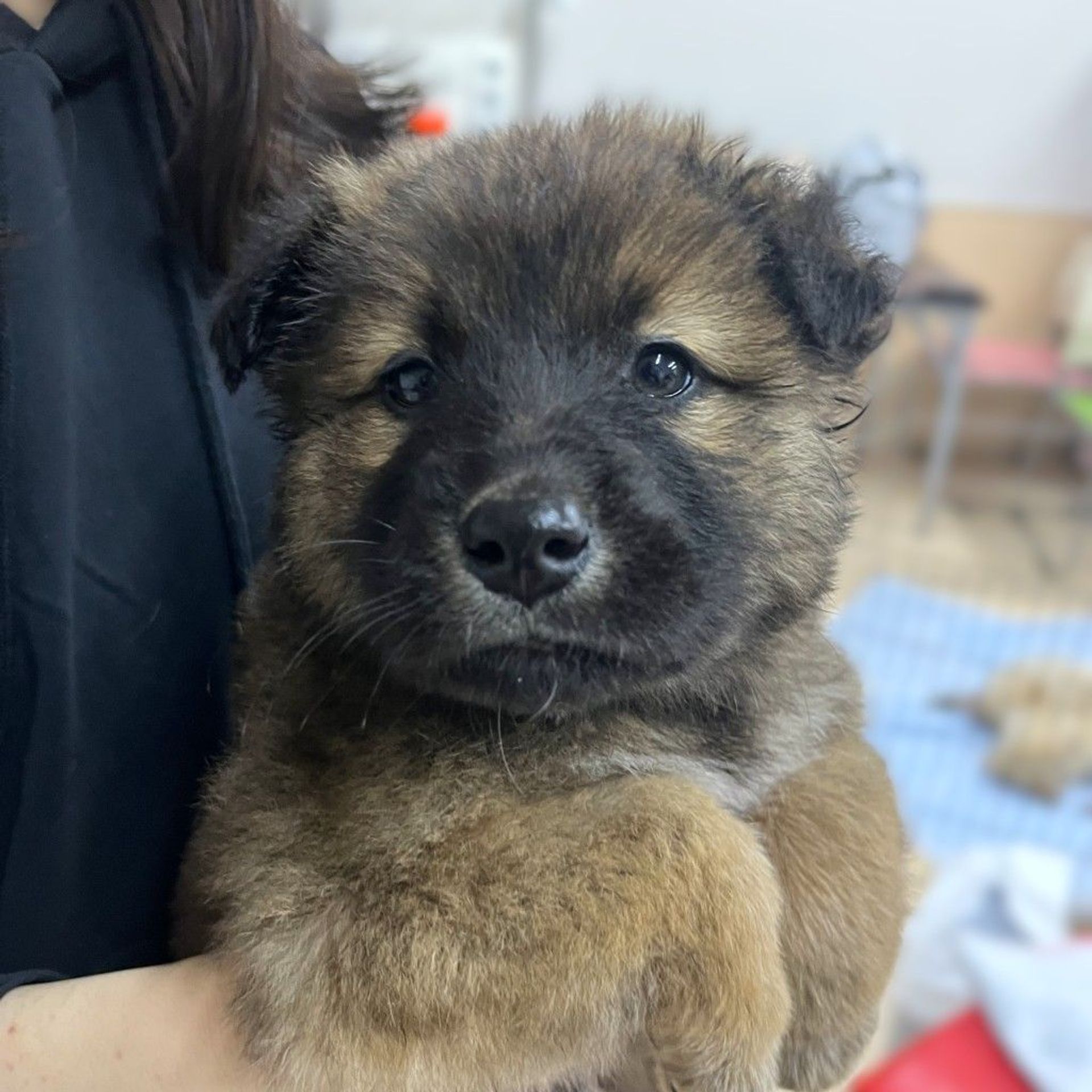 雑種（ミックス犬）・オスの里親募集の写真