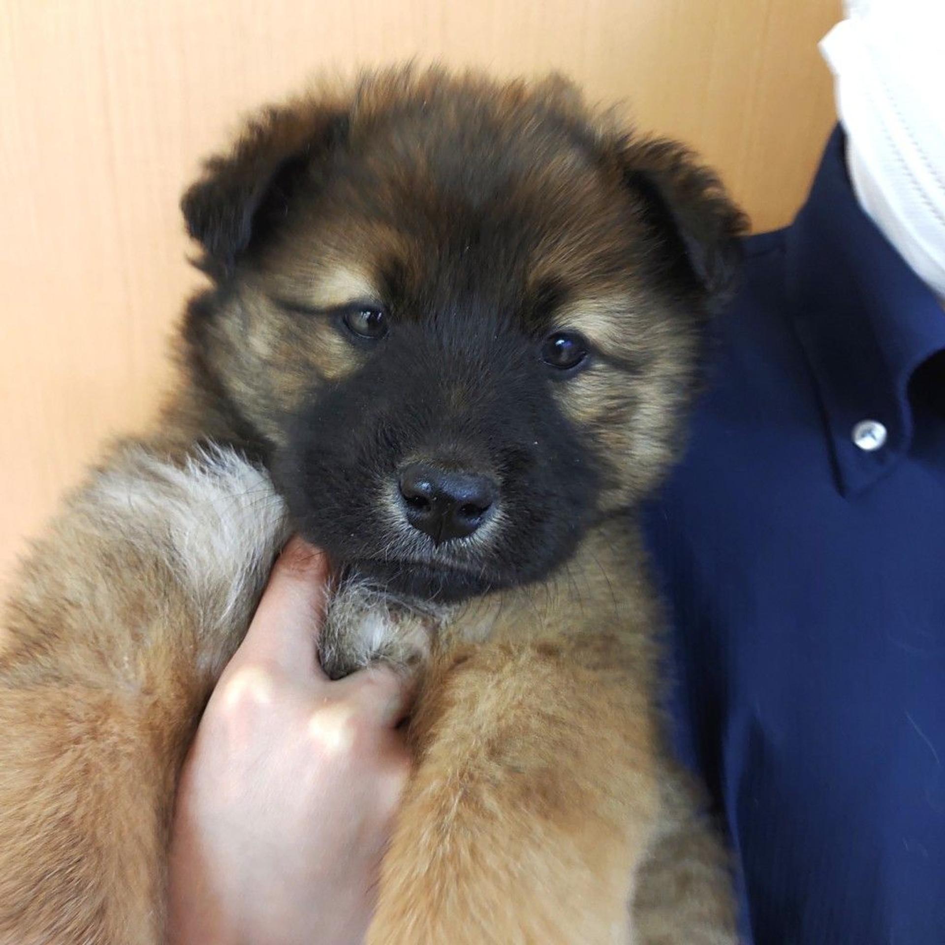 pet-image-2