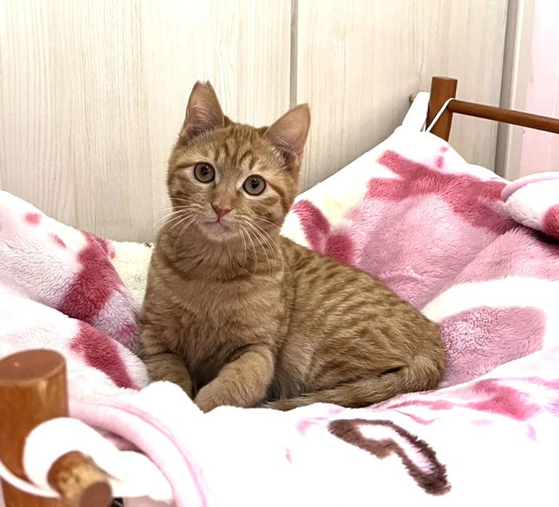 雑種（ミックス猫）・オスの里親募集の写真