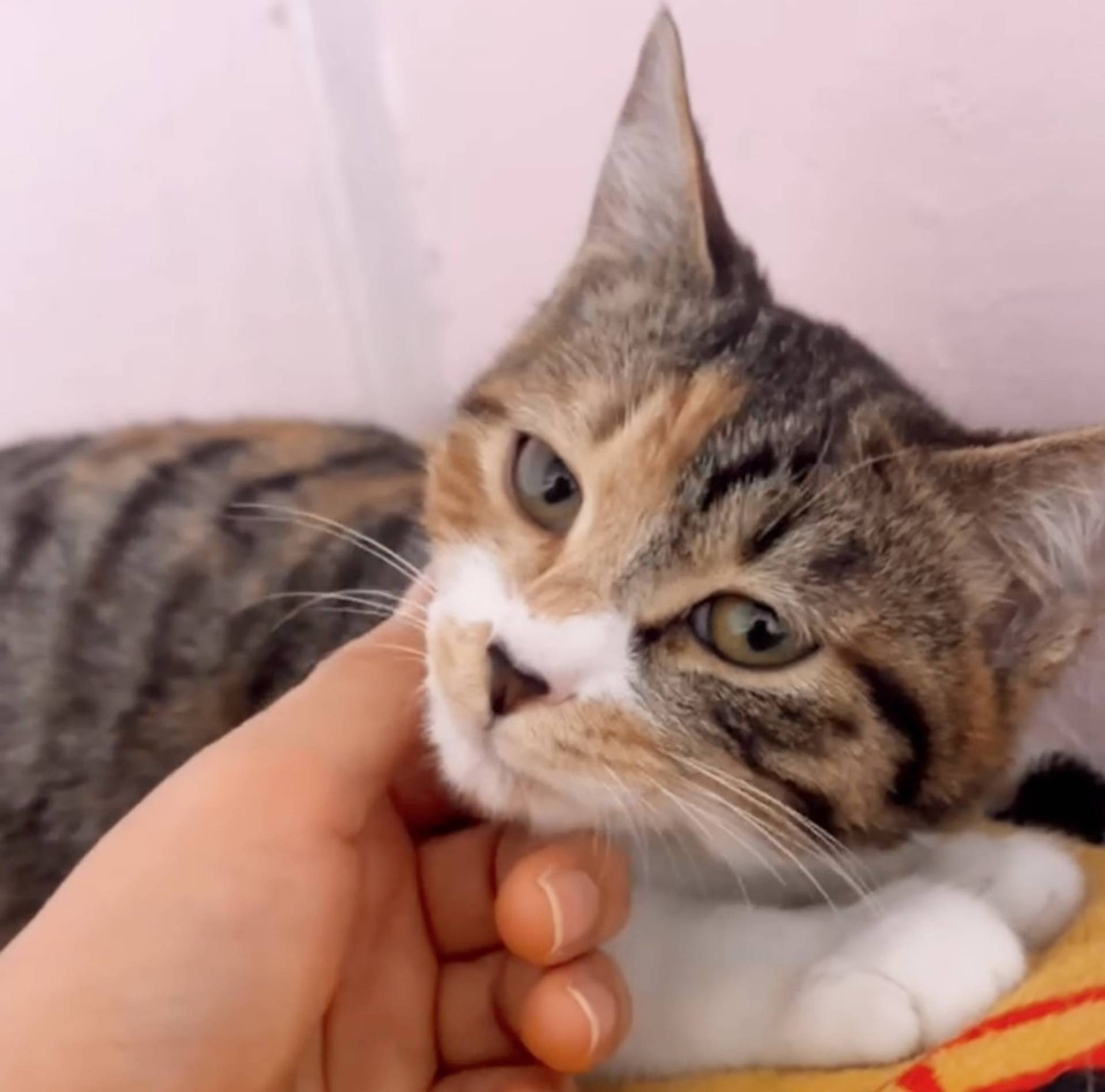雑種（ミックス猫）・メスの里親募集の写真