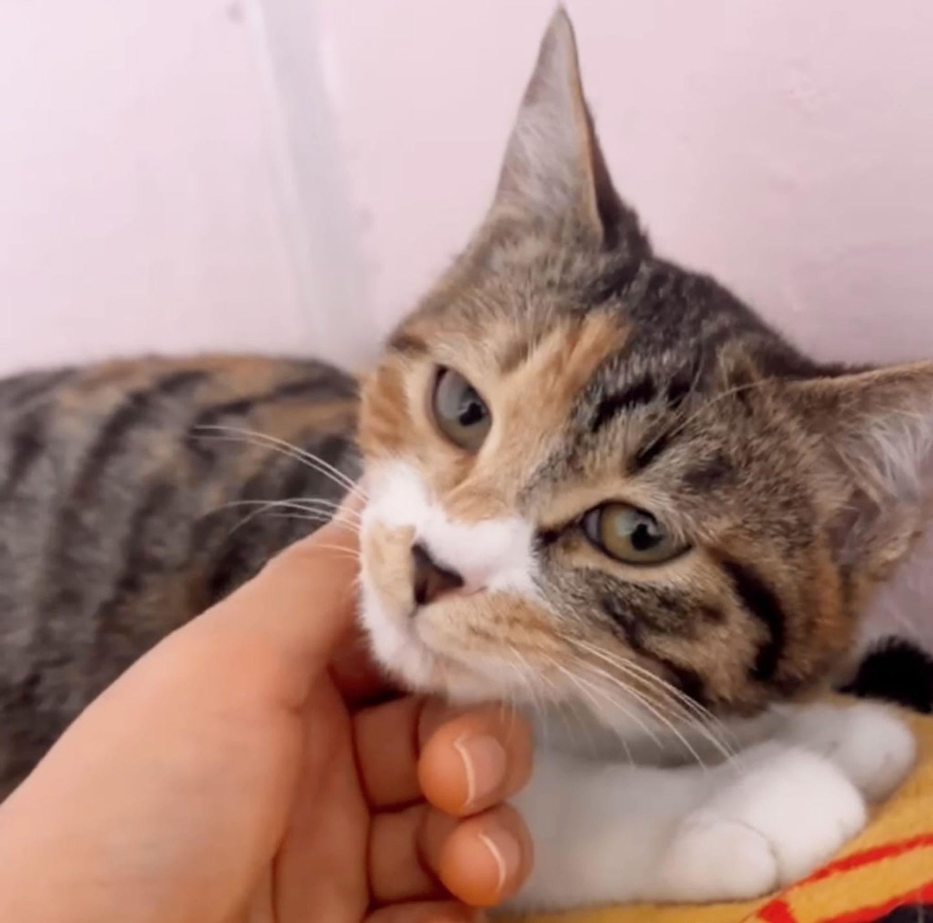 雑種（ミックス猫）・メスの里親募集の写真