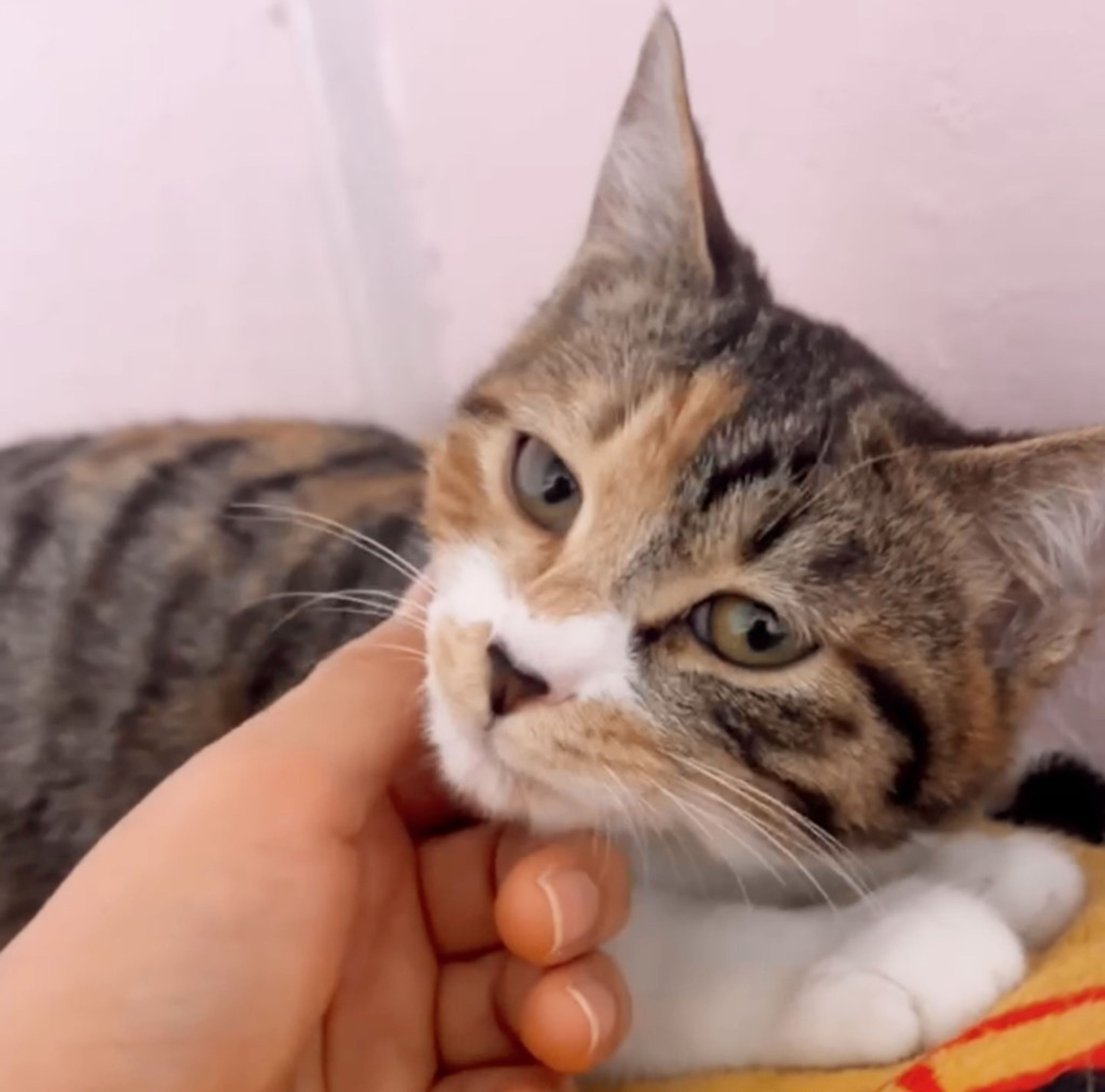 雑種（ミックス猫）・メスの里親募集の写真