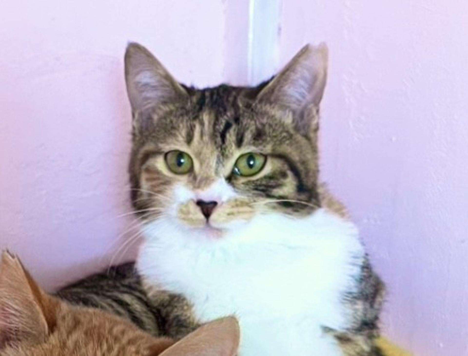 pet-image-2