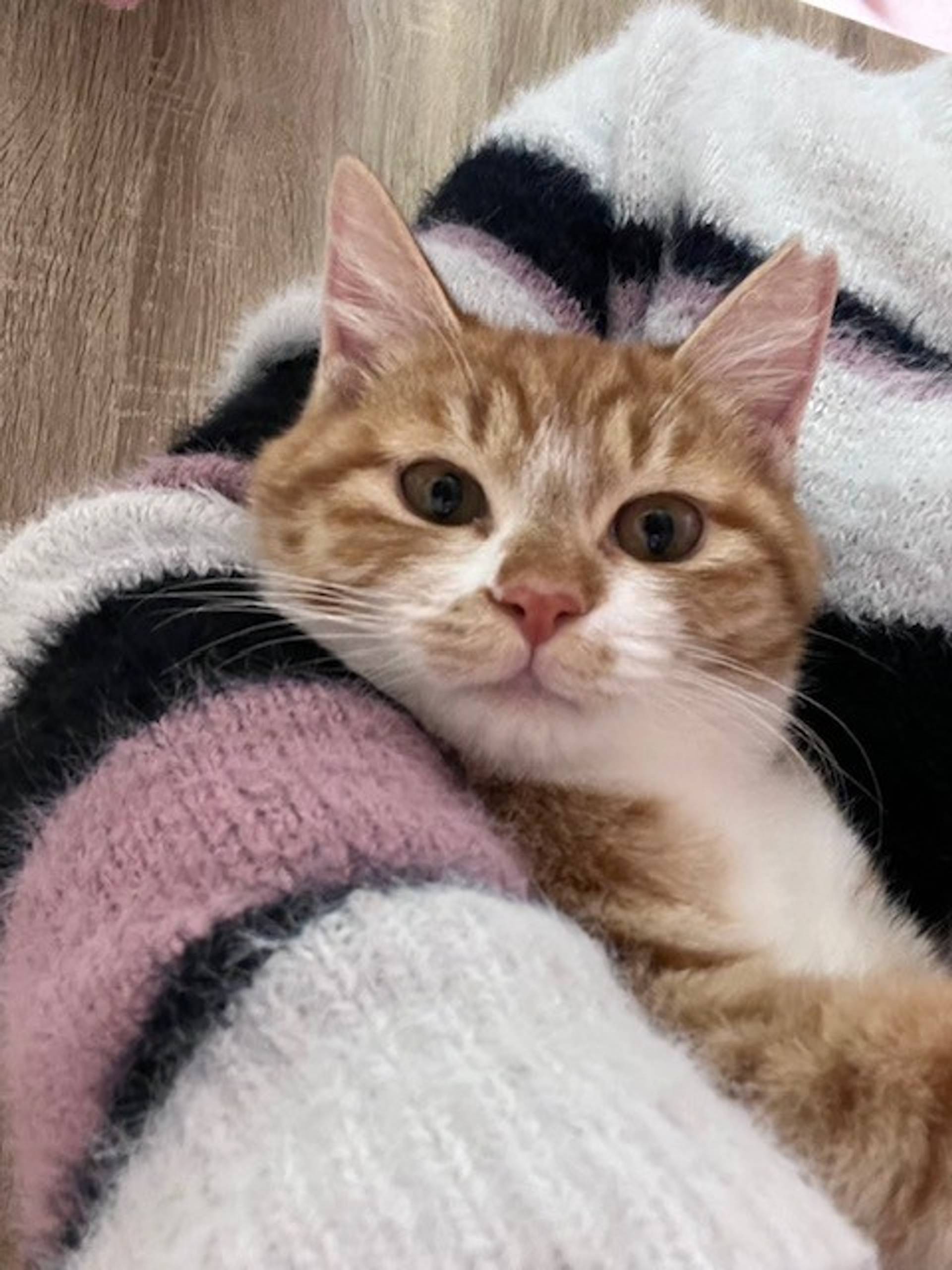 雑種（ミックス猫）・オスの里親募集の写真