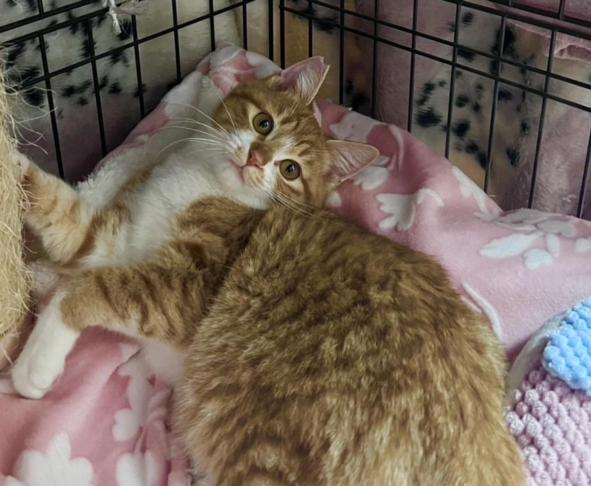 pet-image-2