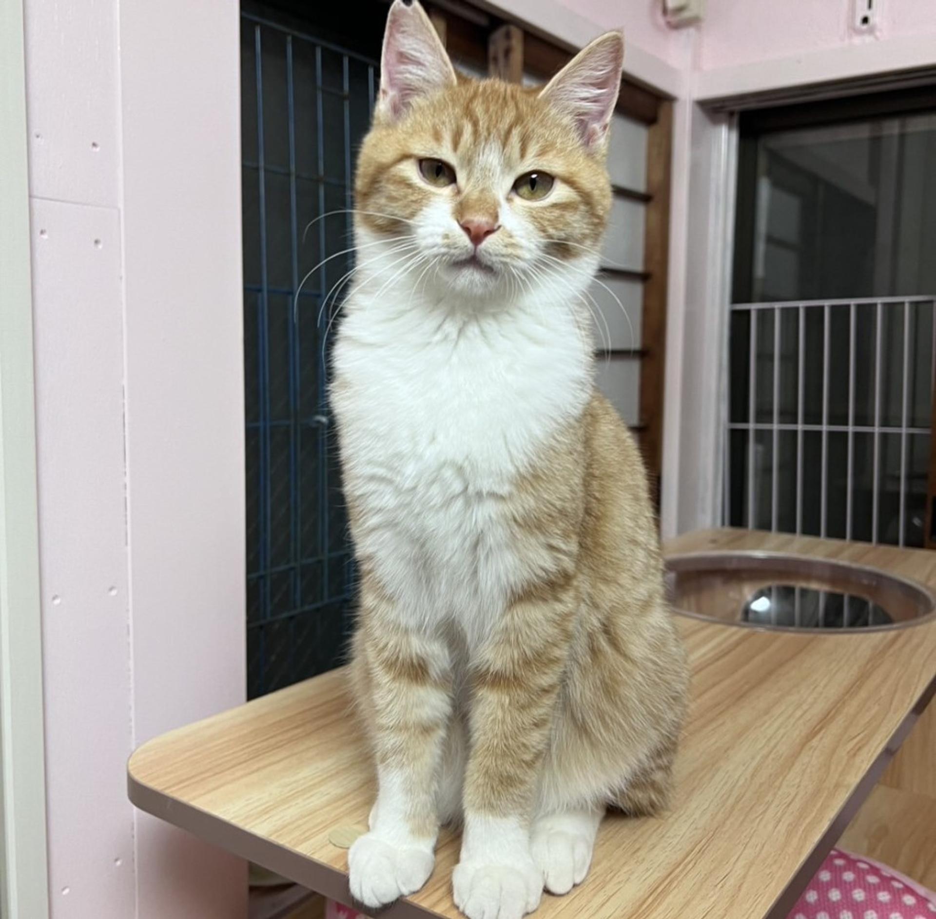 pet-image-3