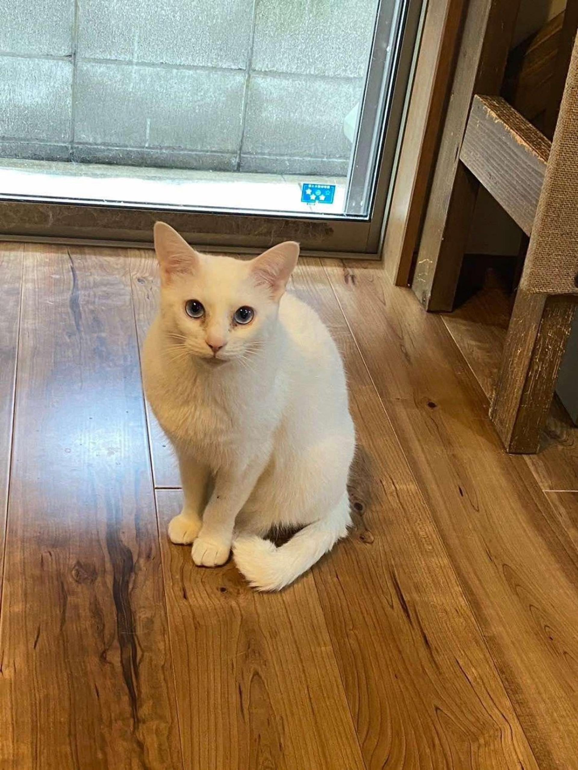 pet-image-3