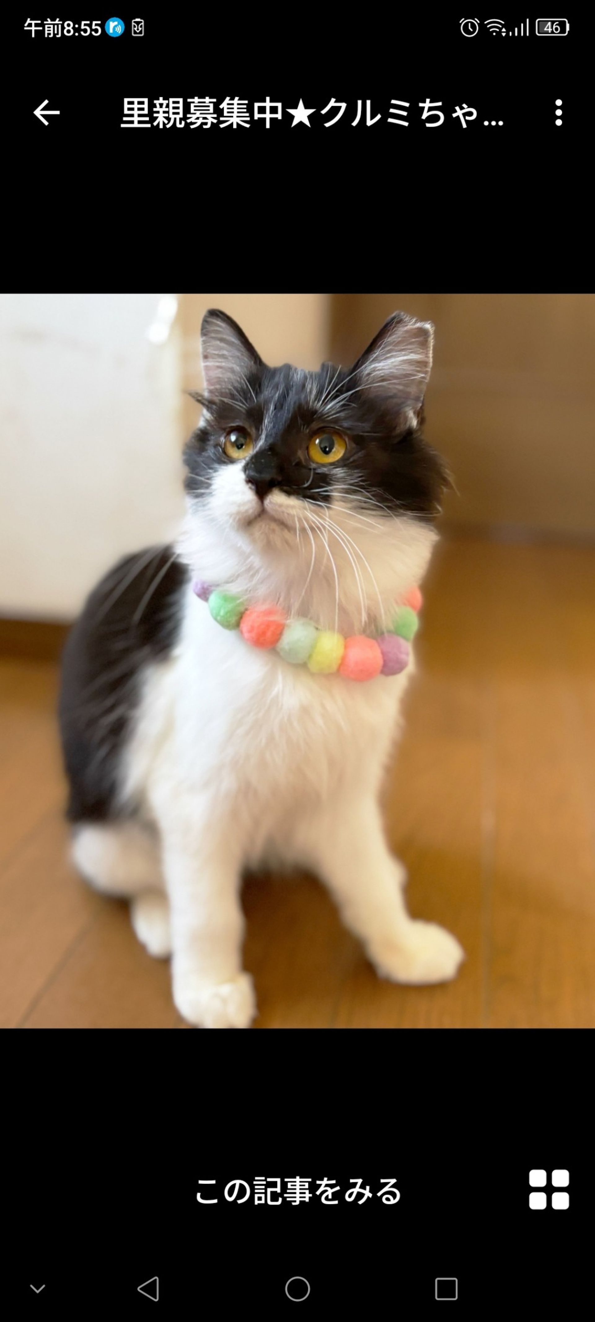 雑種（ミックス猫）・メスの里親募集の写真
