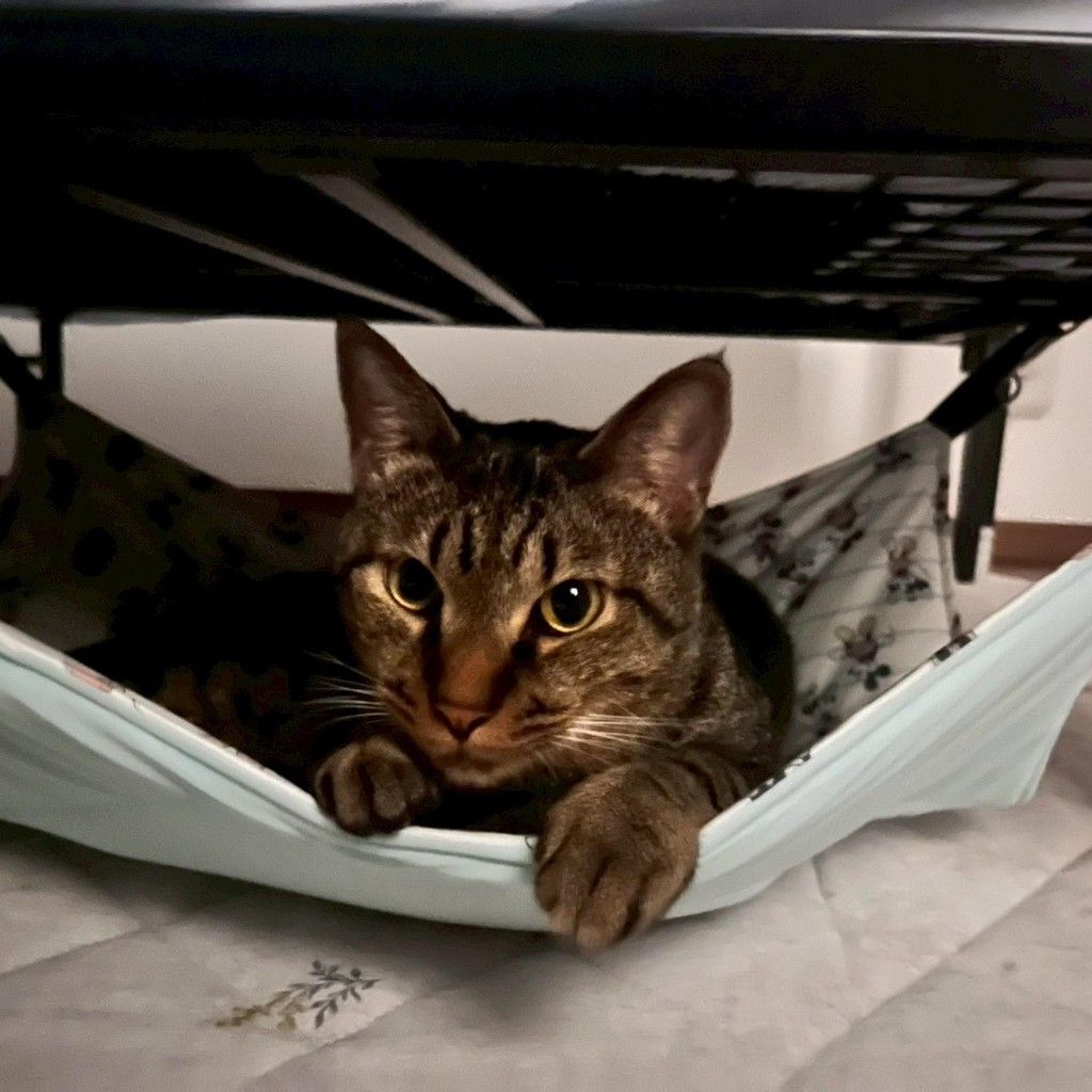 pet-image-8