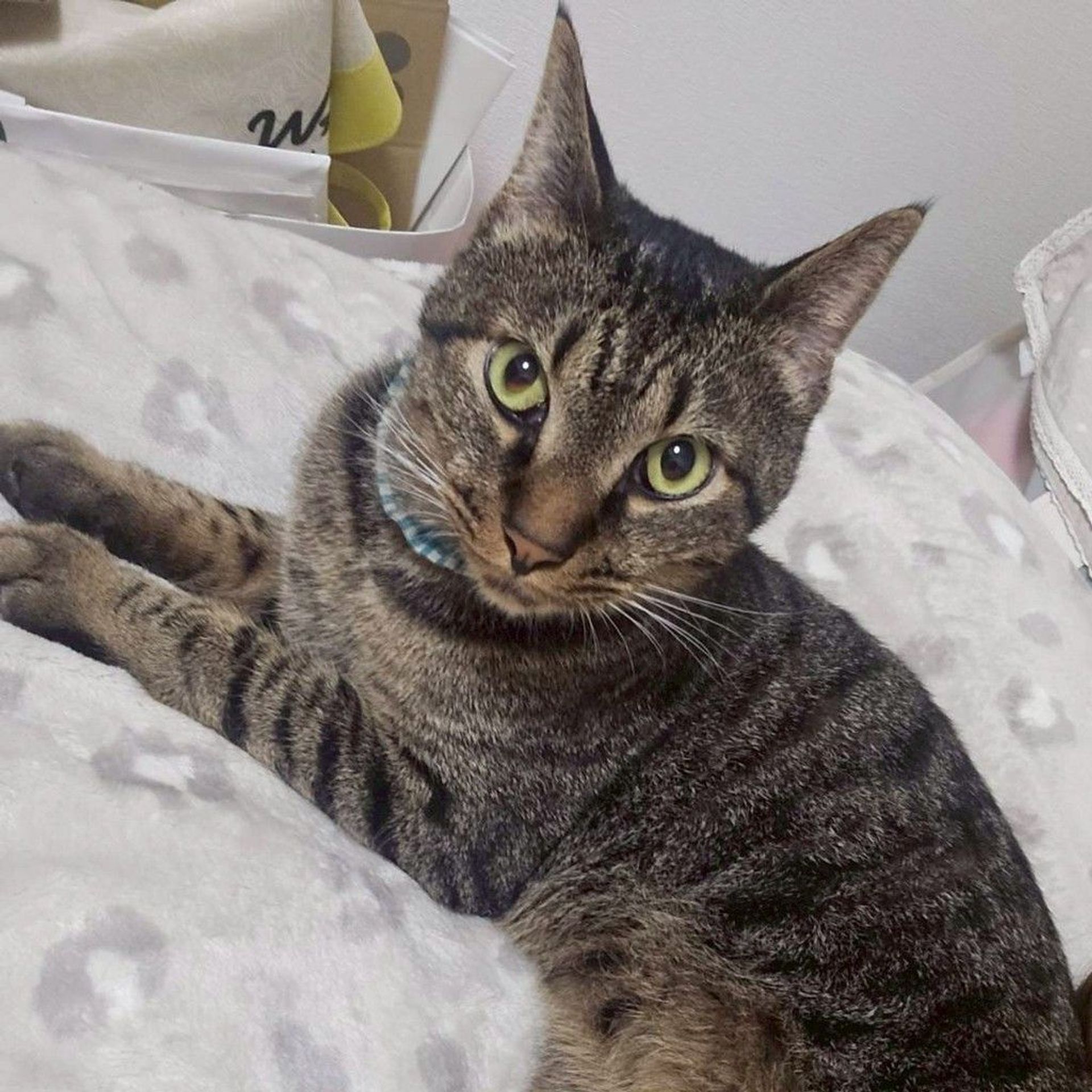 雑種（ミックス猫）・オスの里親募集の写真