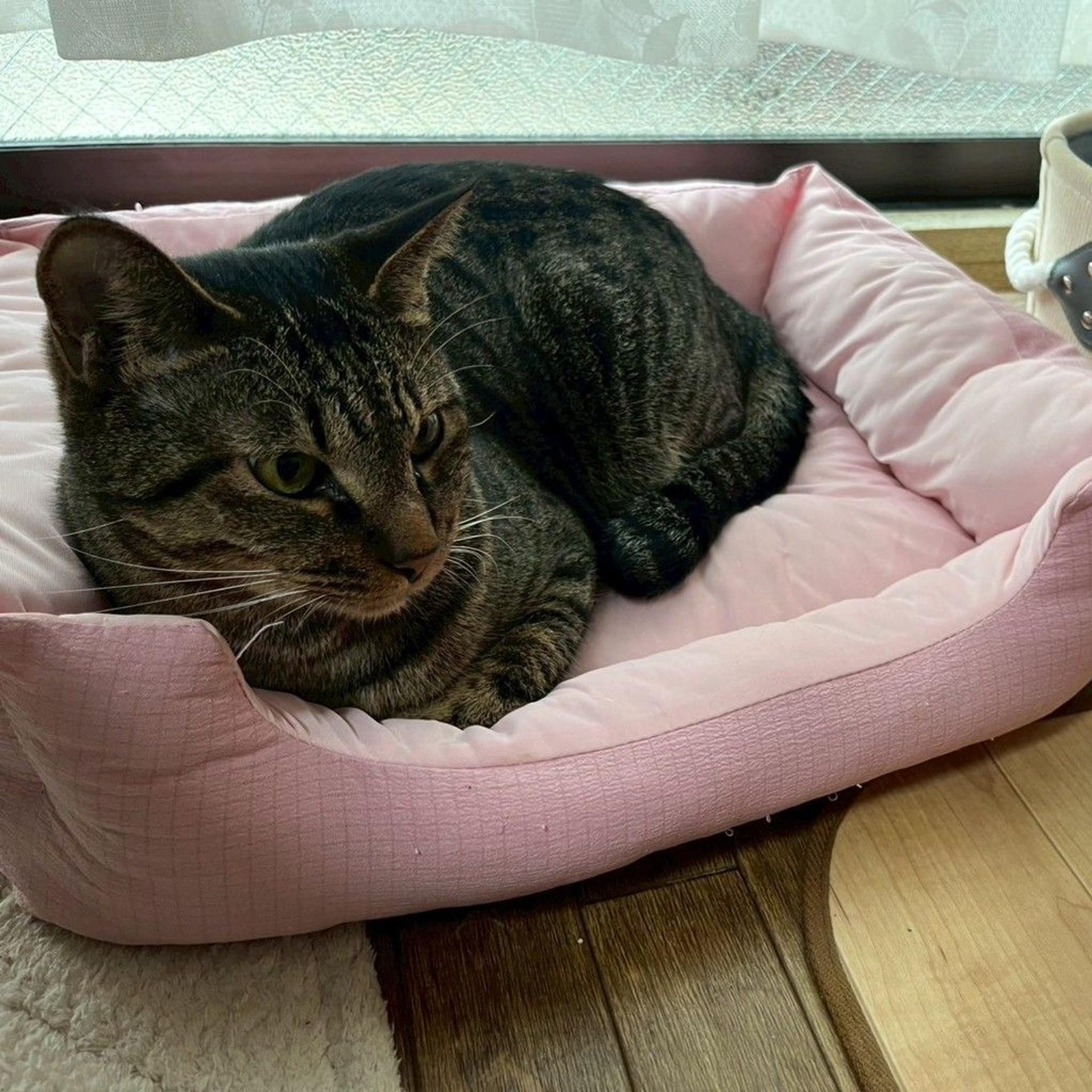 pet-image-3