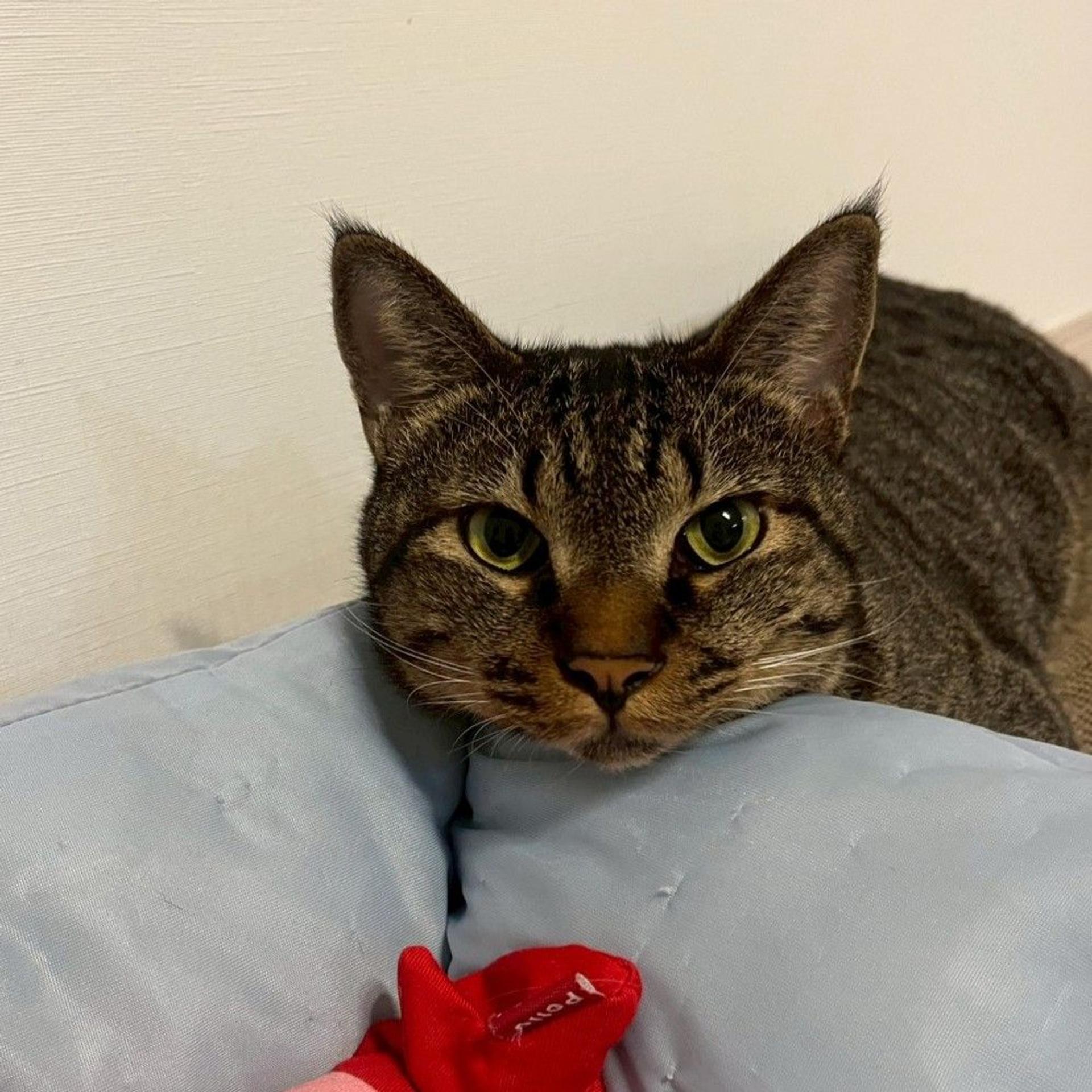 pet-image-2