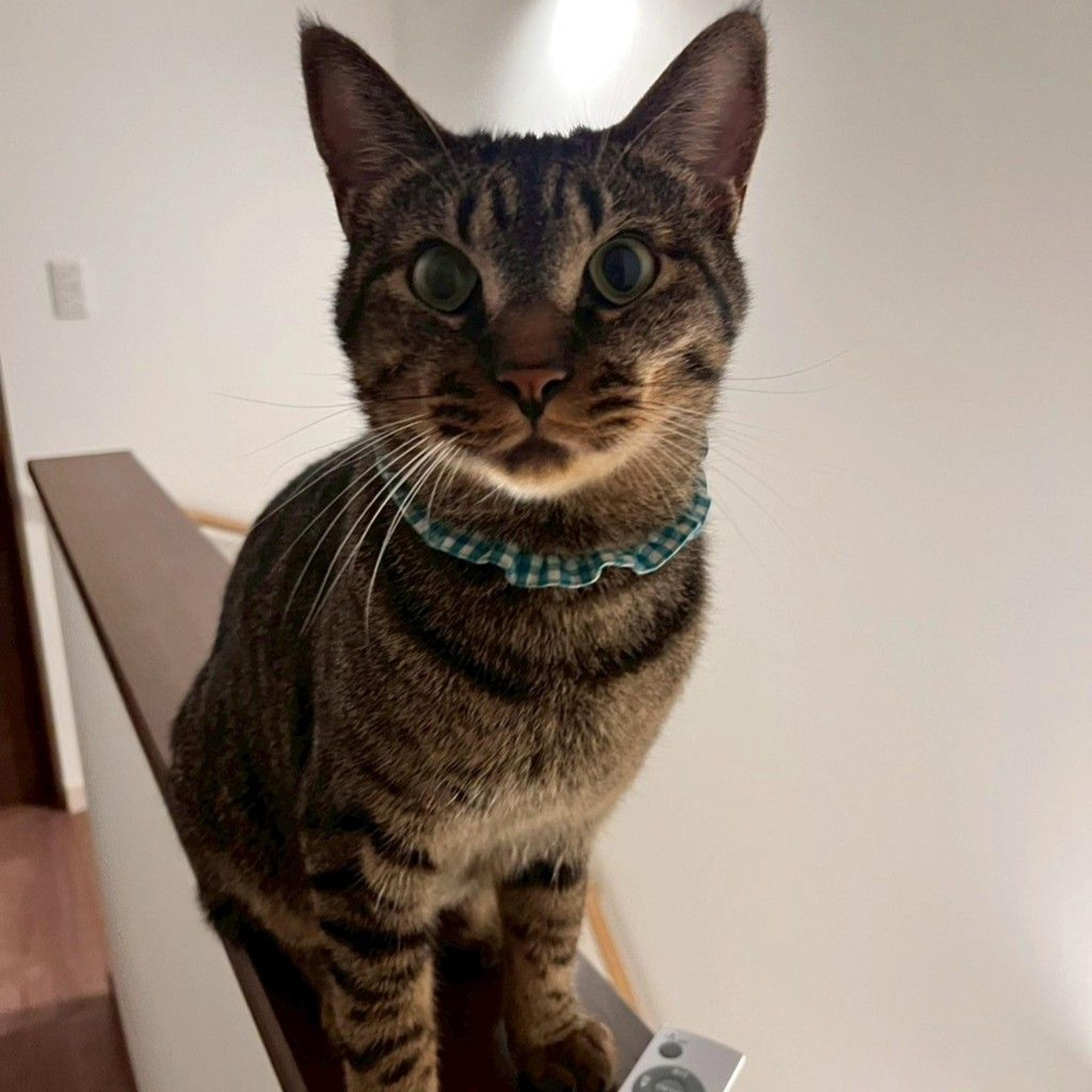 pet-image-6