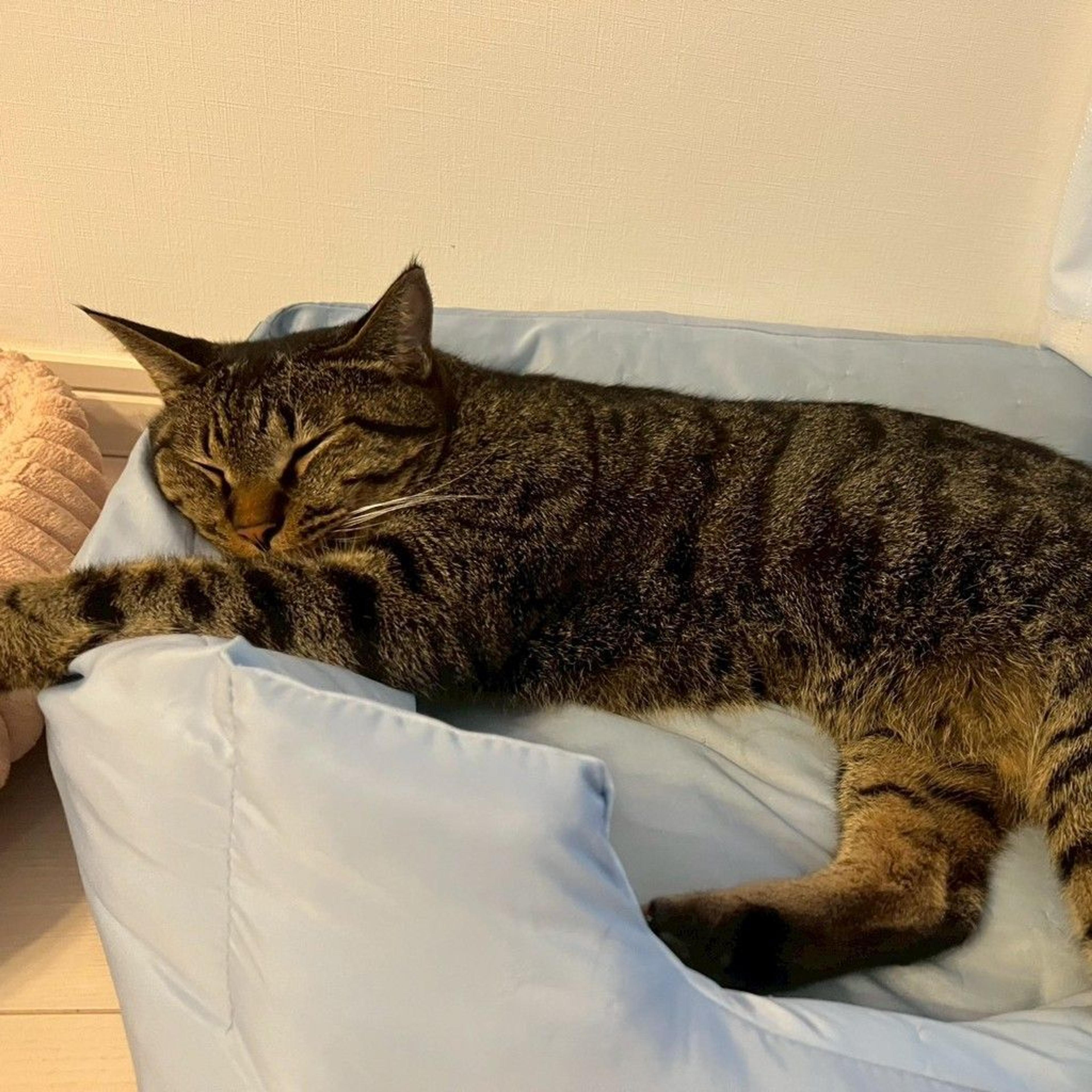 pet-image-5