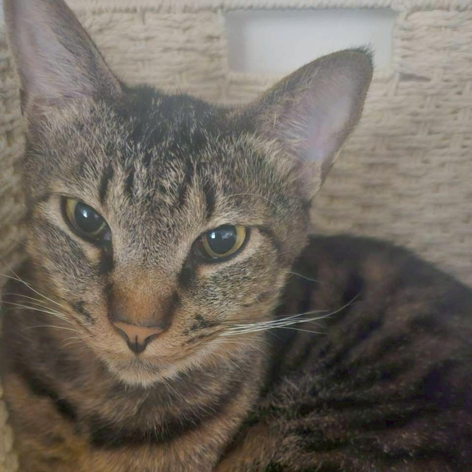 pet-image-10