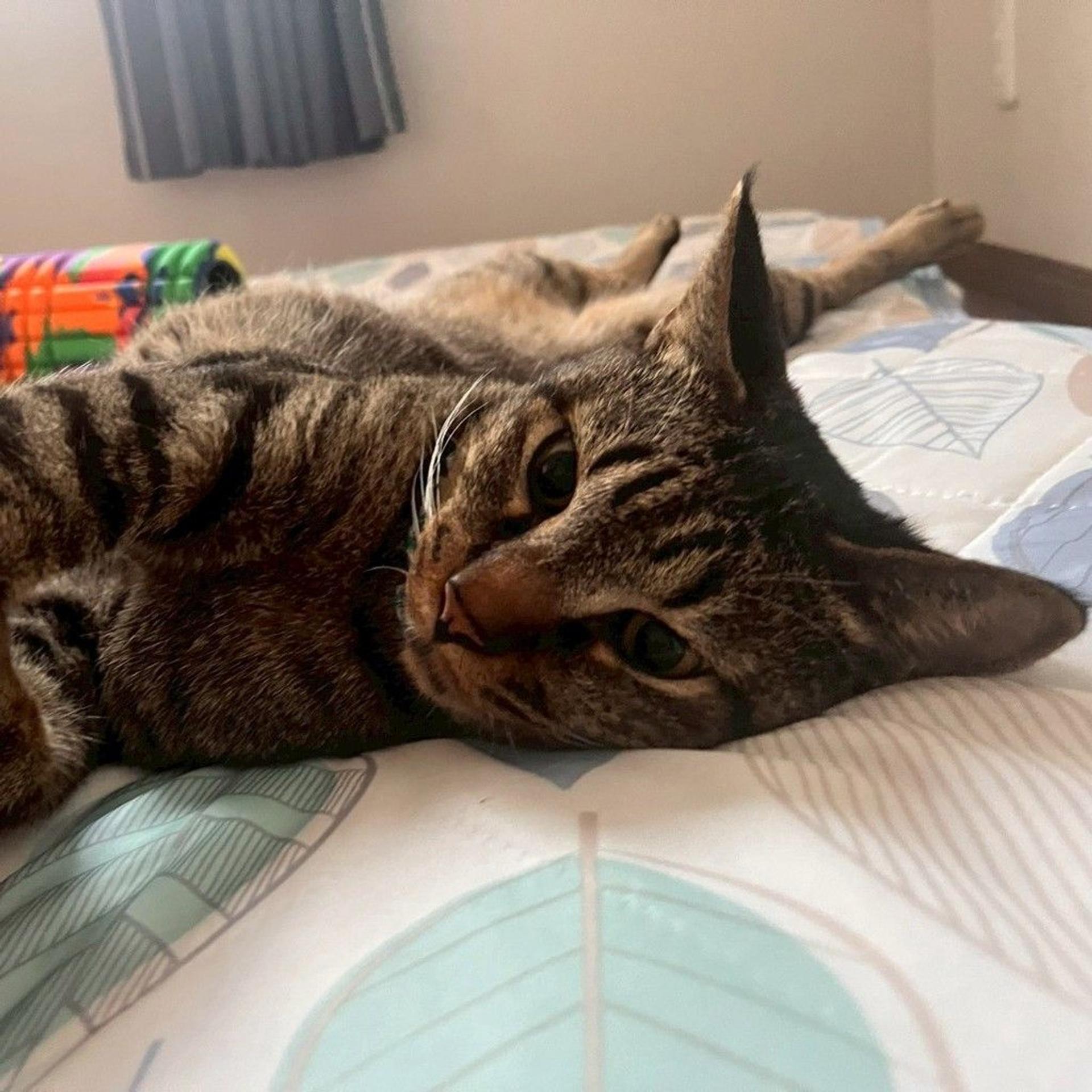 pet-image-9