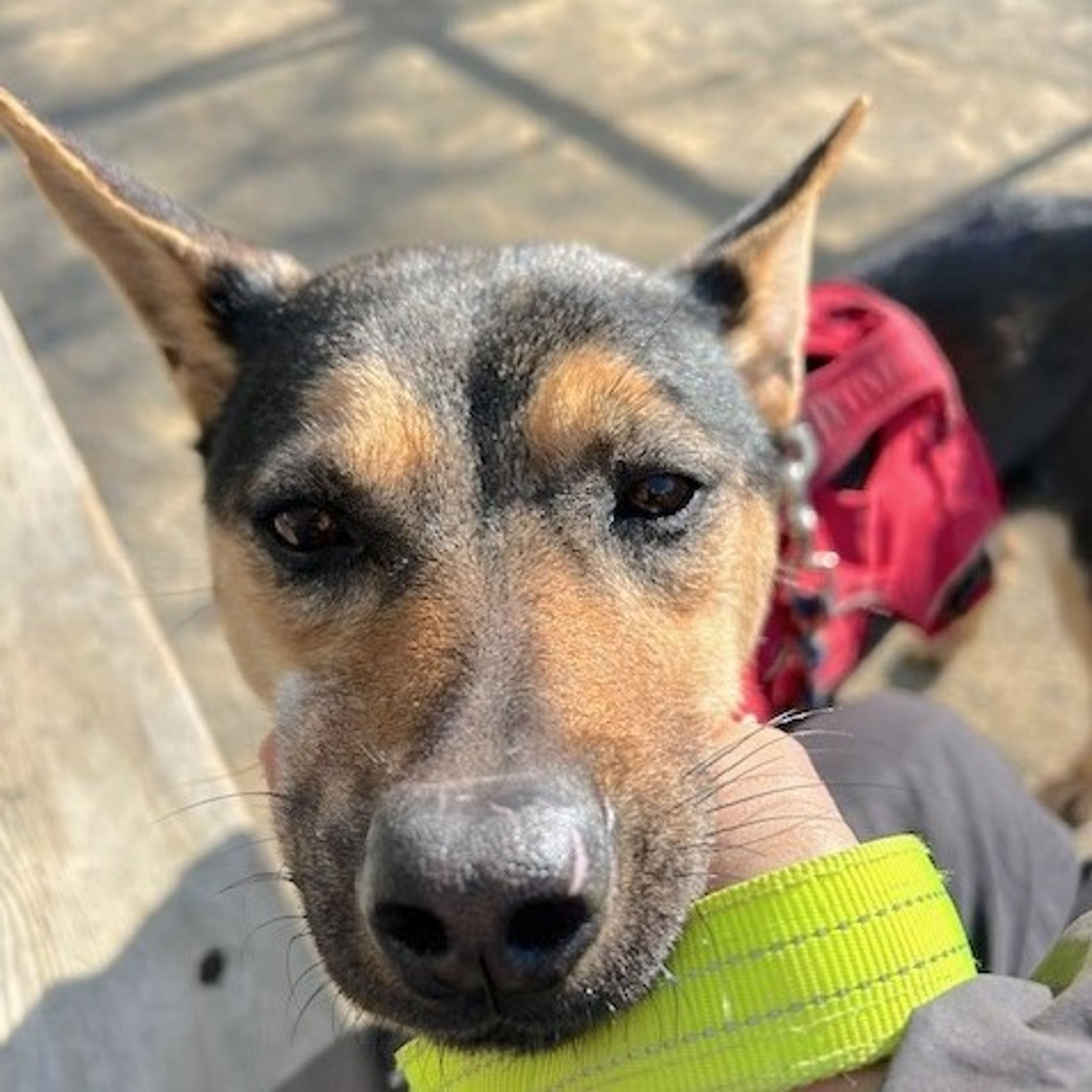 pet-image-2