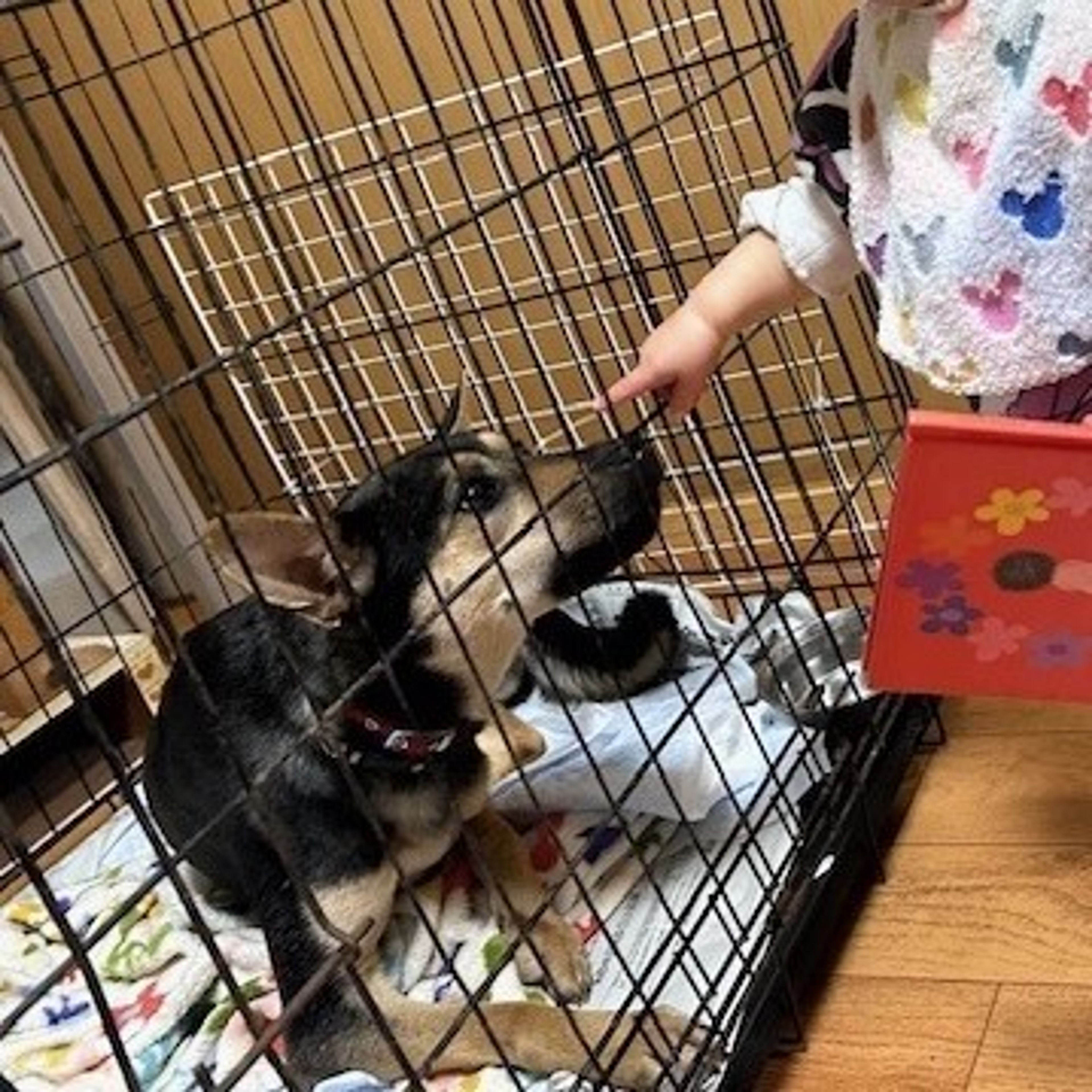 pet-image-3