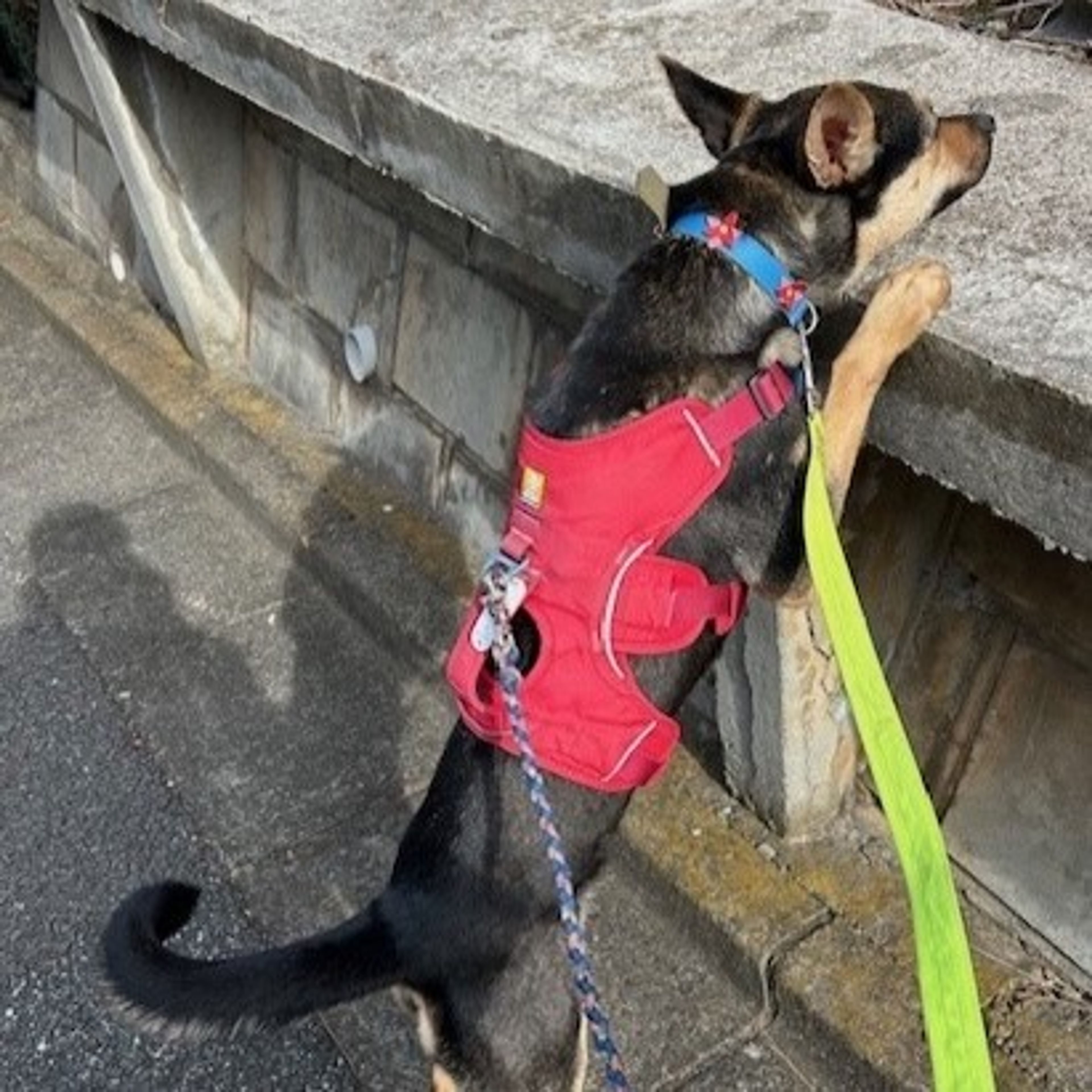 pet-image-4