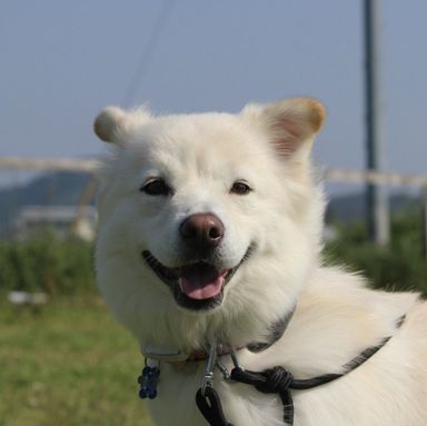 雑種（ミックス犬）・メスの里親募集の写真