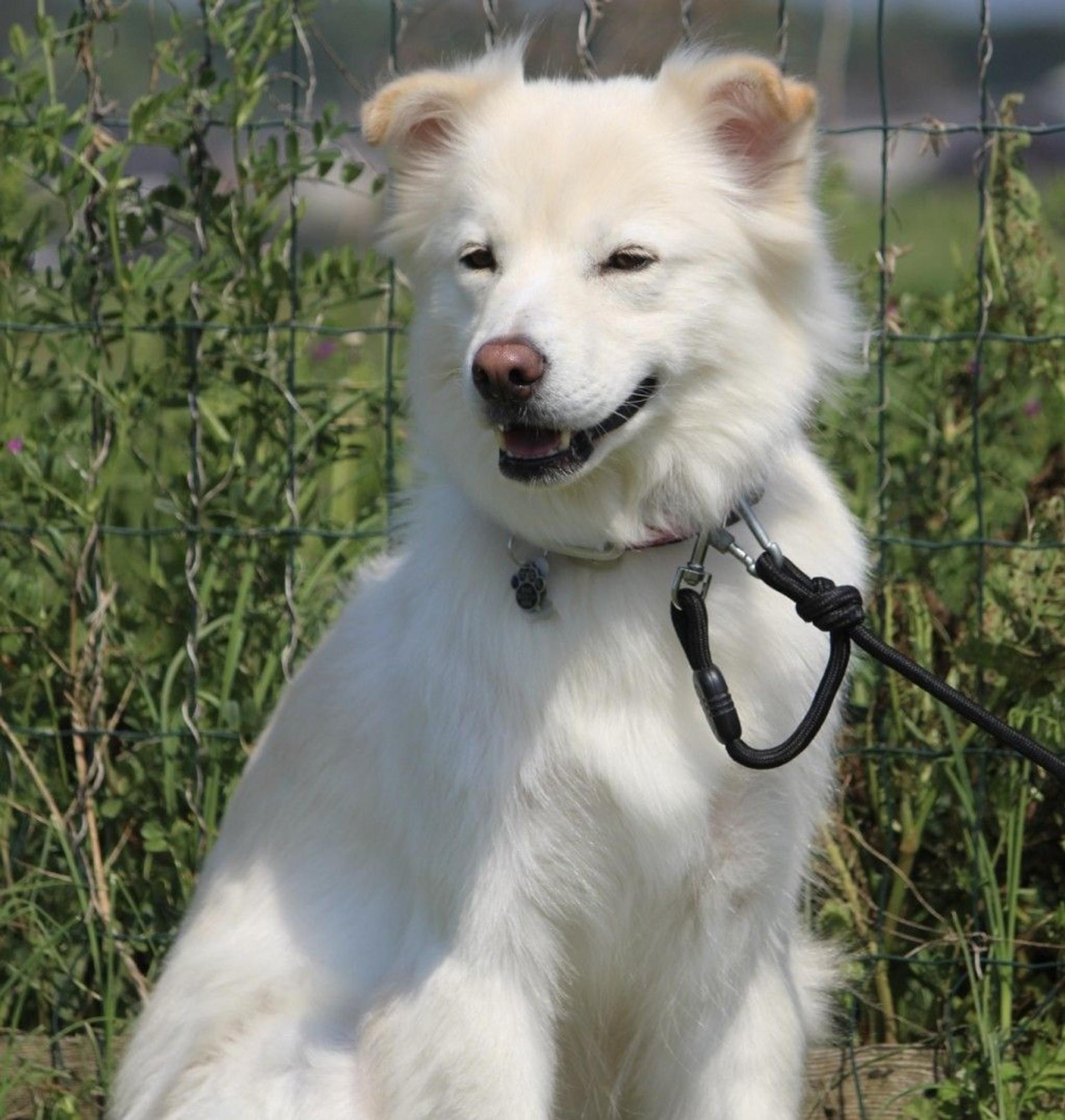 pet-image-2