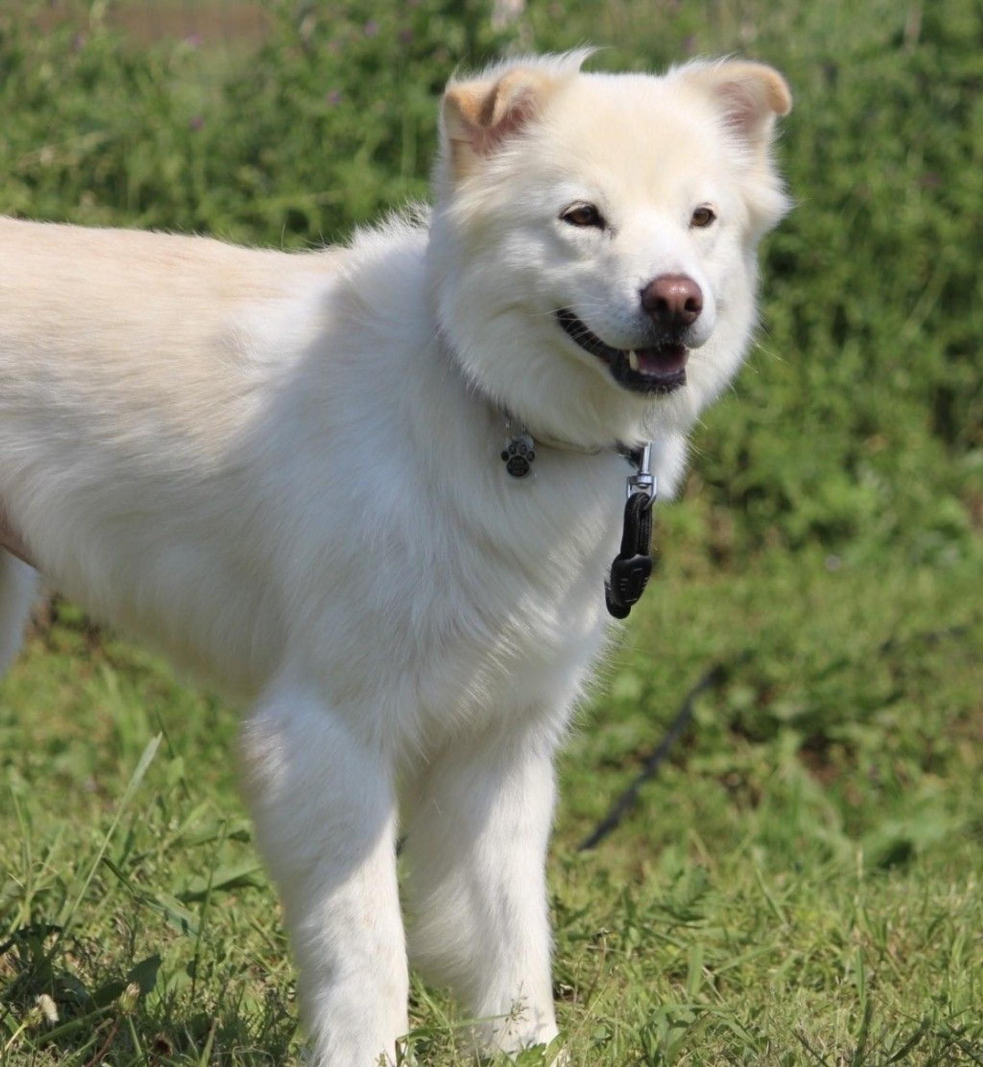 pet-image-3