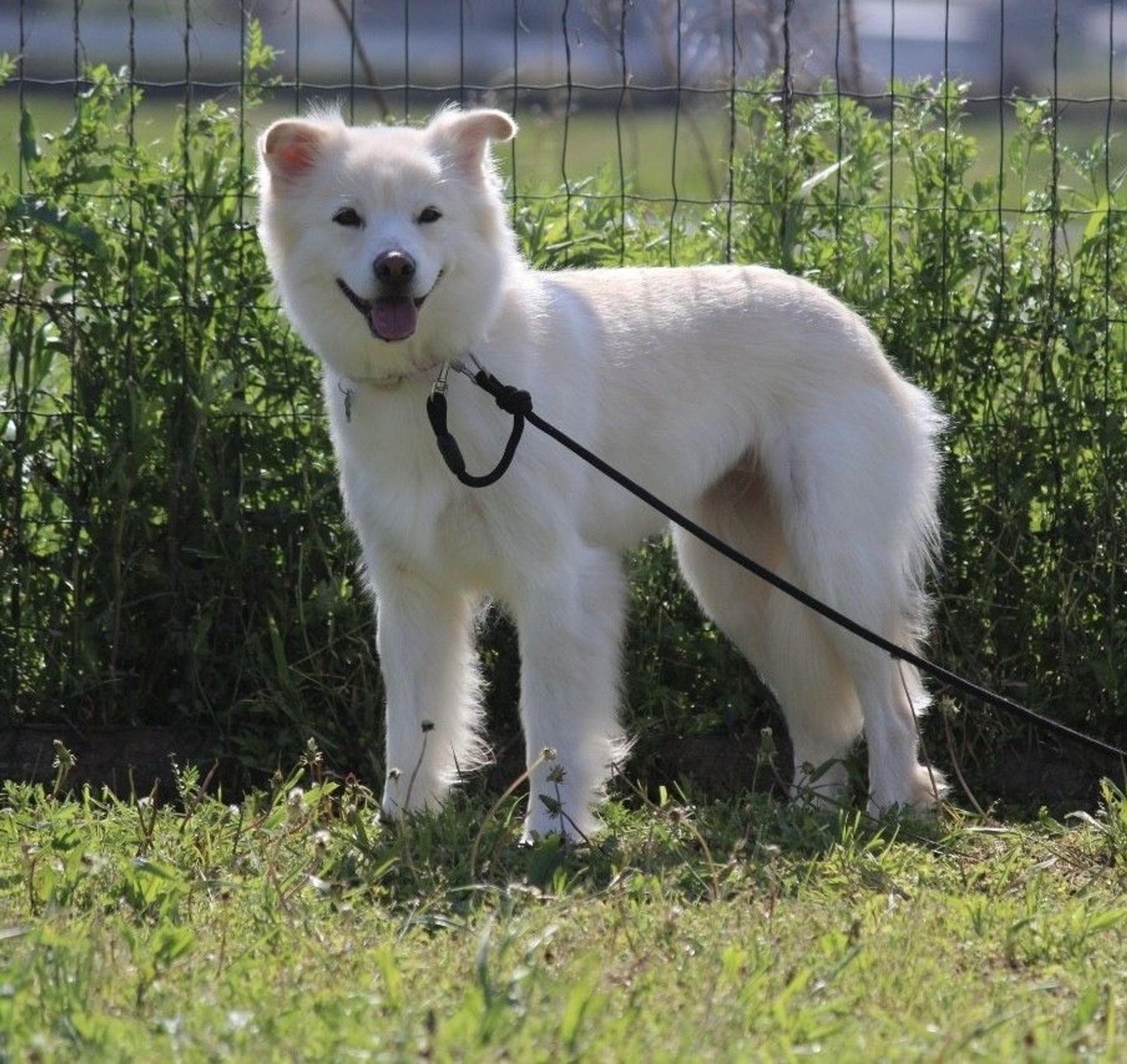 pet-image-4