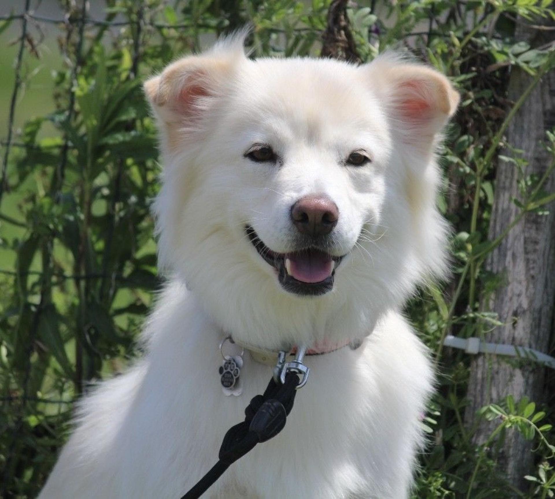 pet-image-6