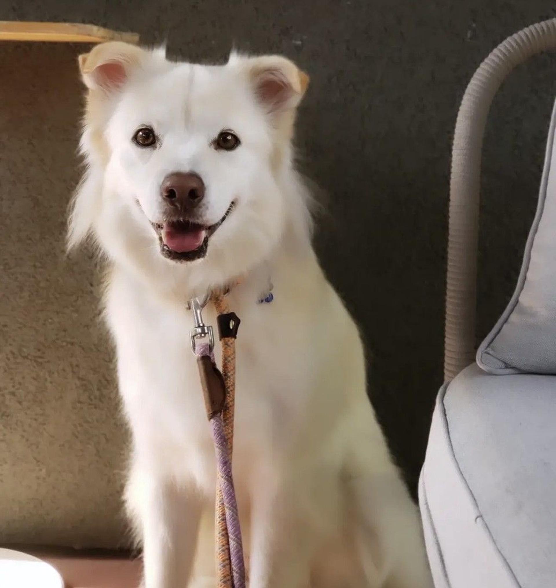 pet-image-7