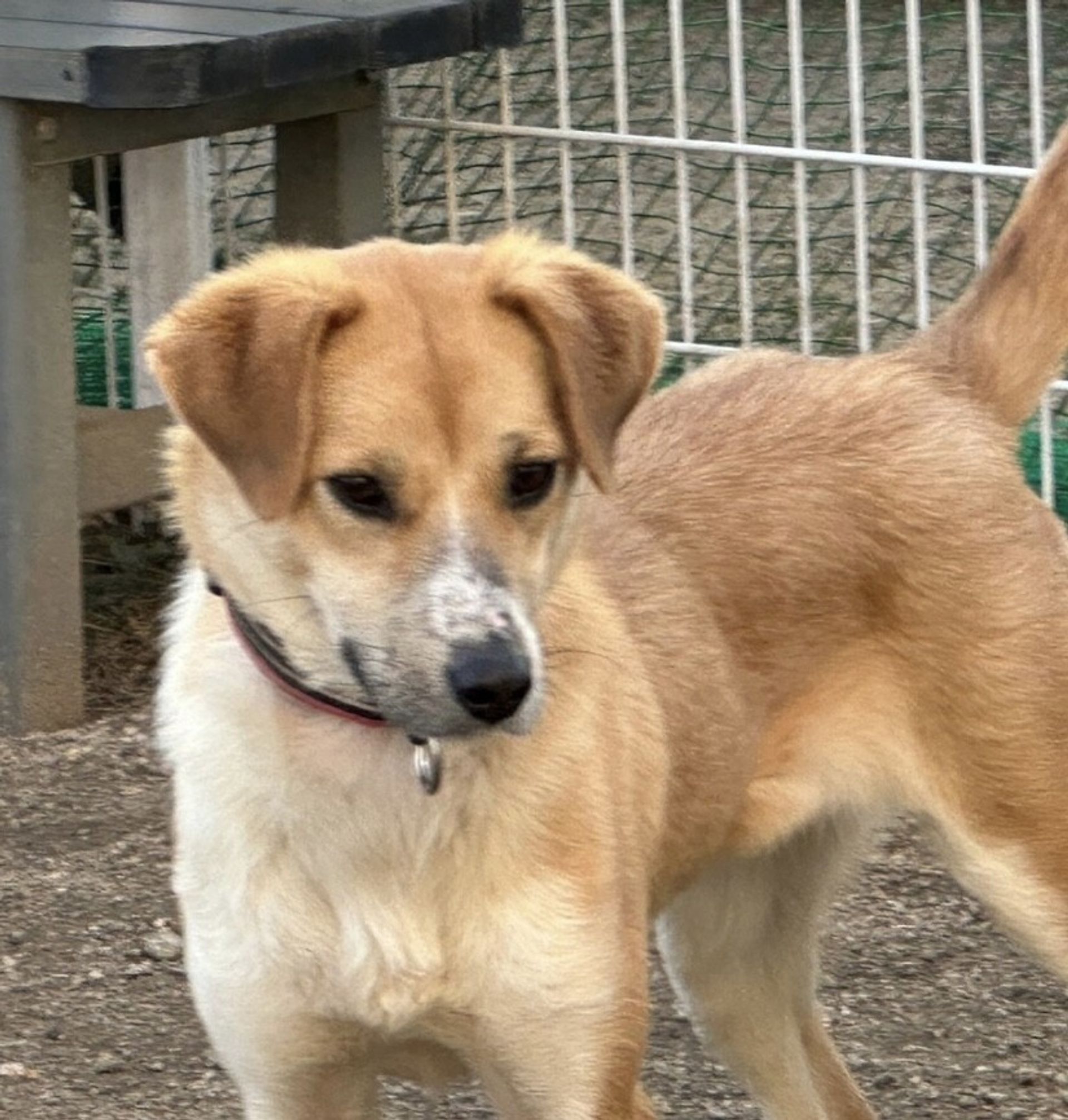雑種（ミックス犬）・メスの里親募集の写真