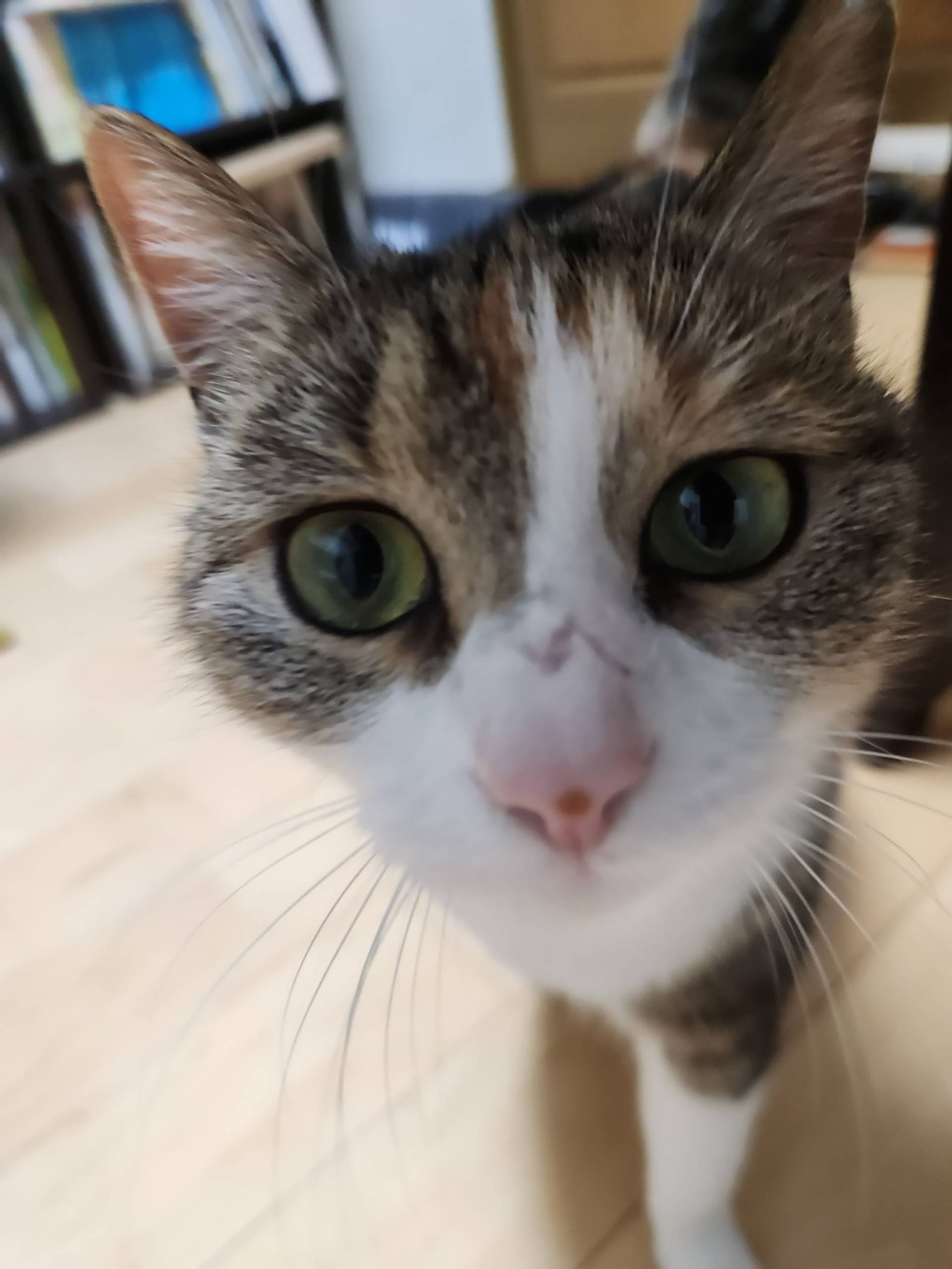 雑種（ミックス猫）・メスの里親募集の写真