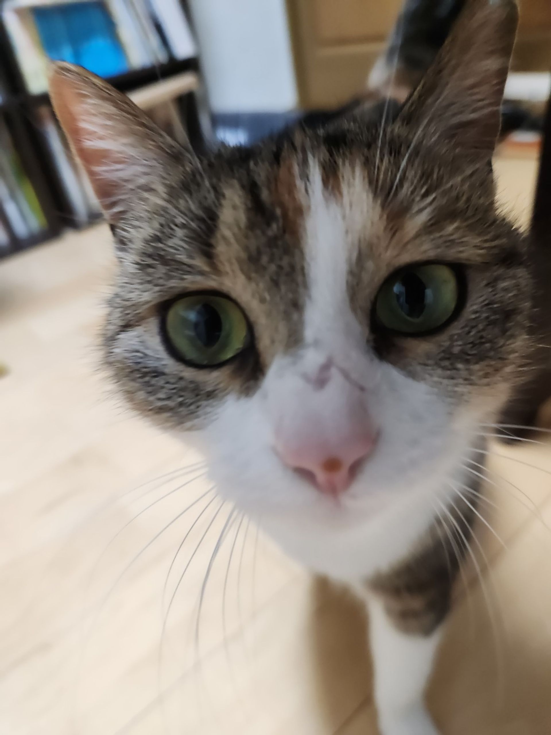 雑種（ミックス猫）・メスの里親募集の写真