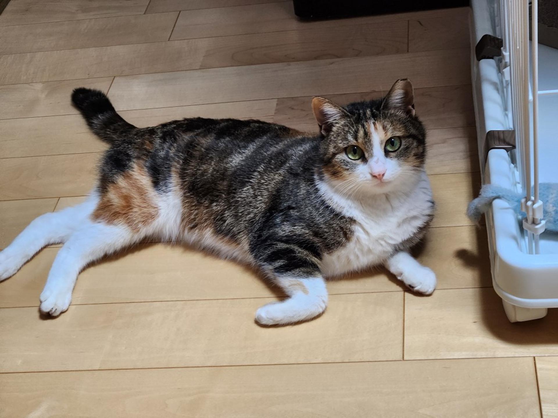 pet-image-3