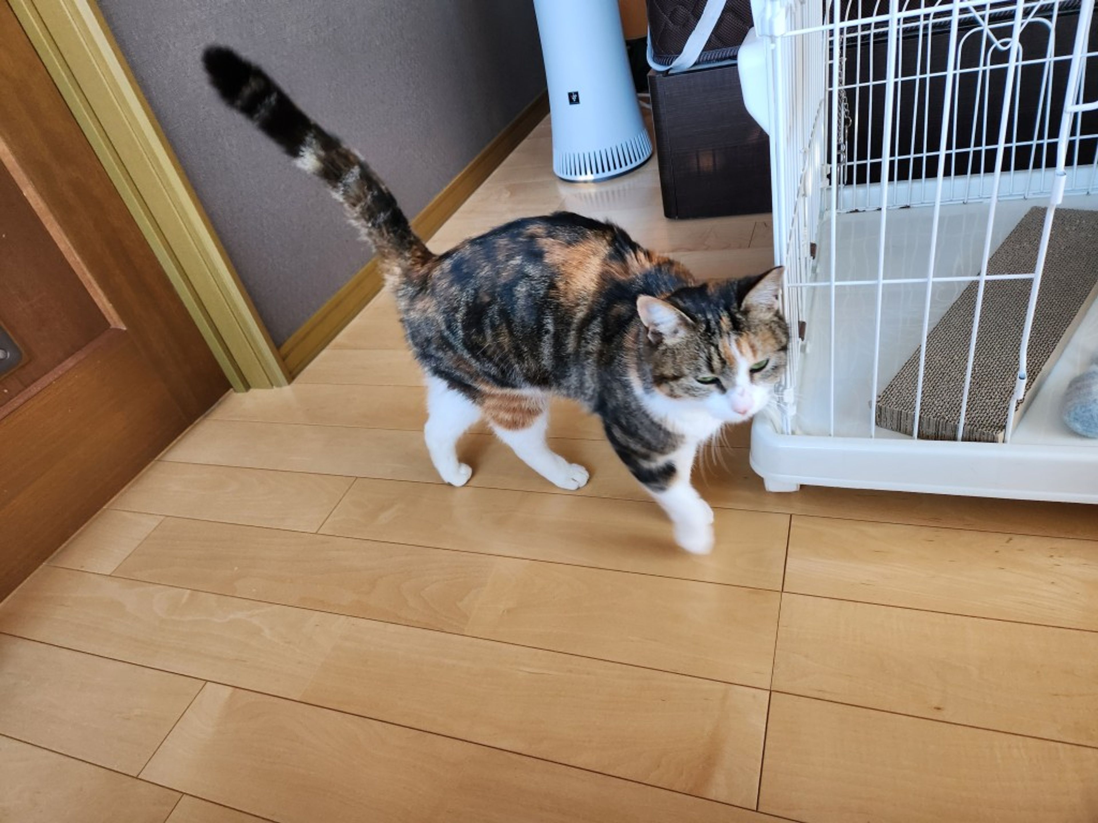 pet-image-6