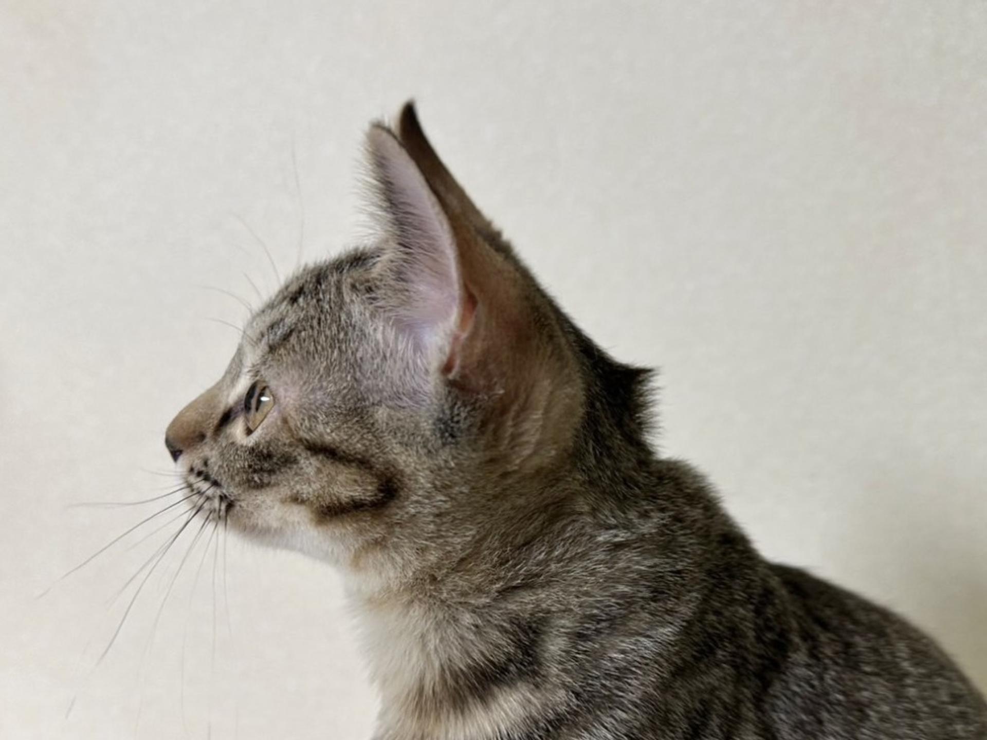 pet-image-6